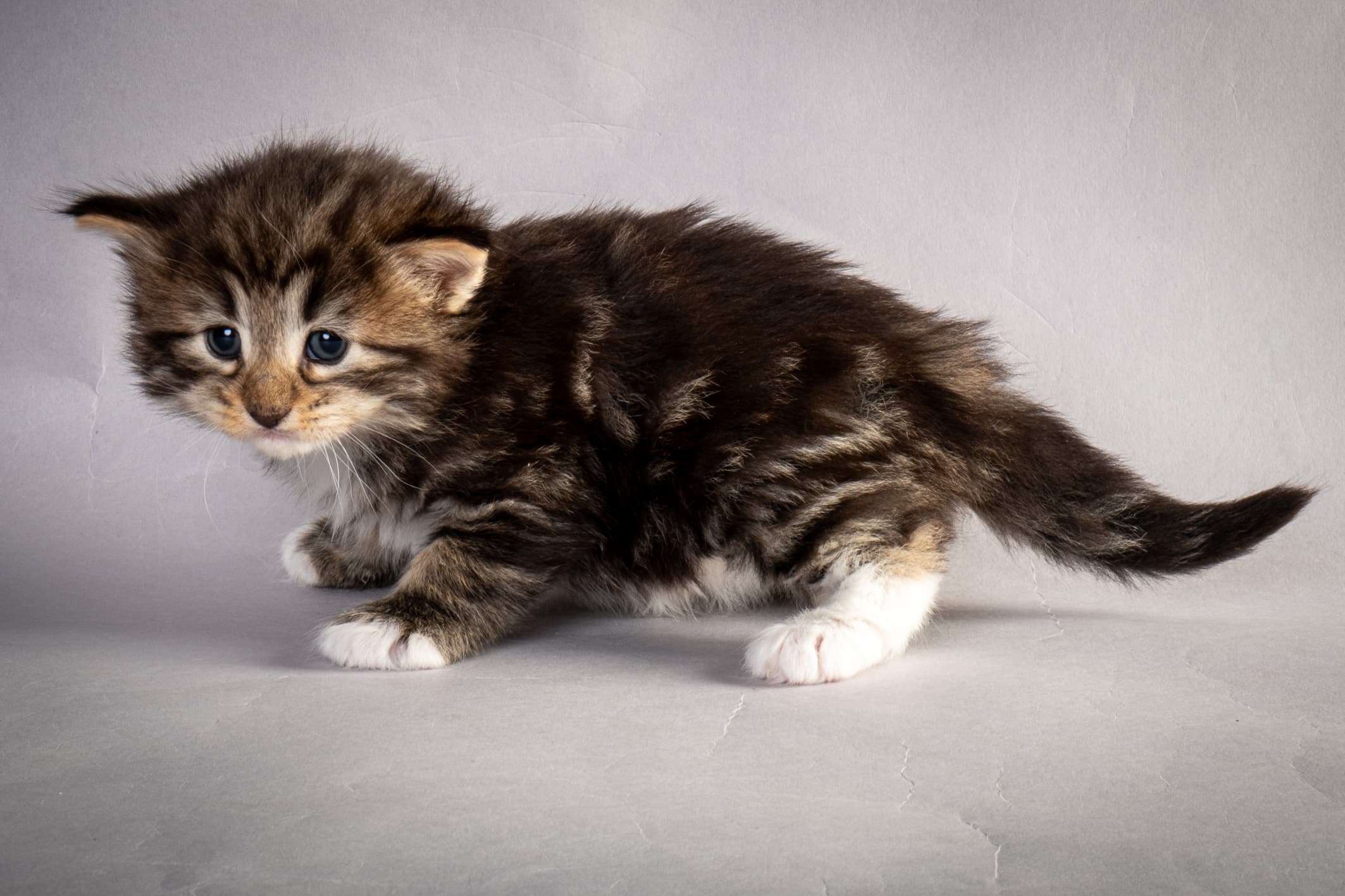 (N)Migoto's Njård, NFO n 09 22