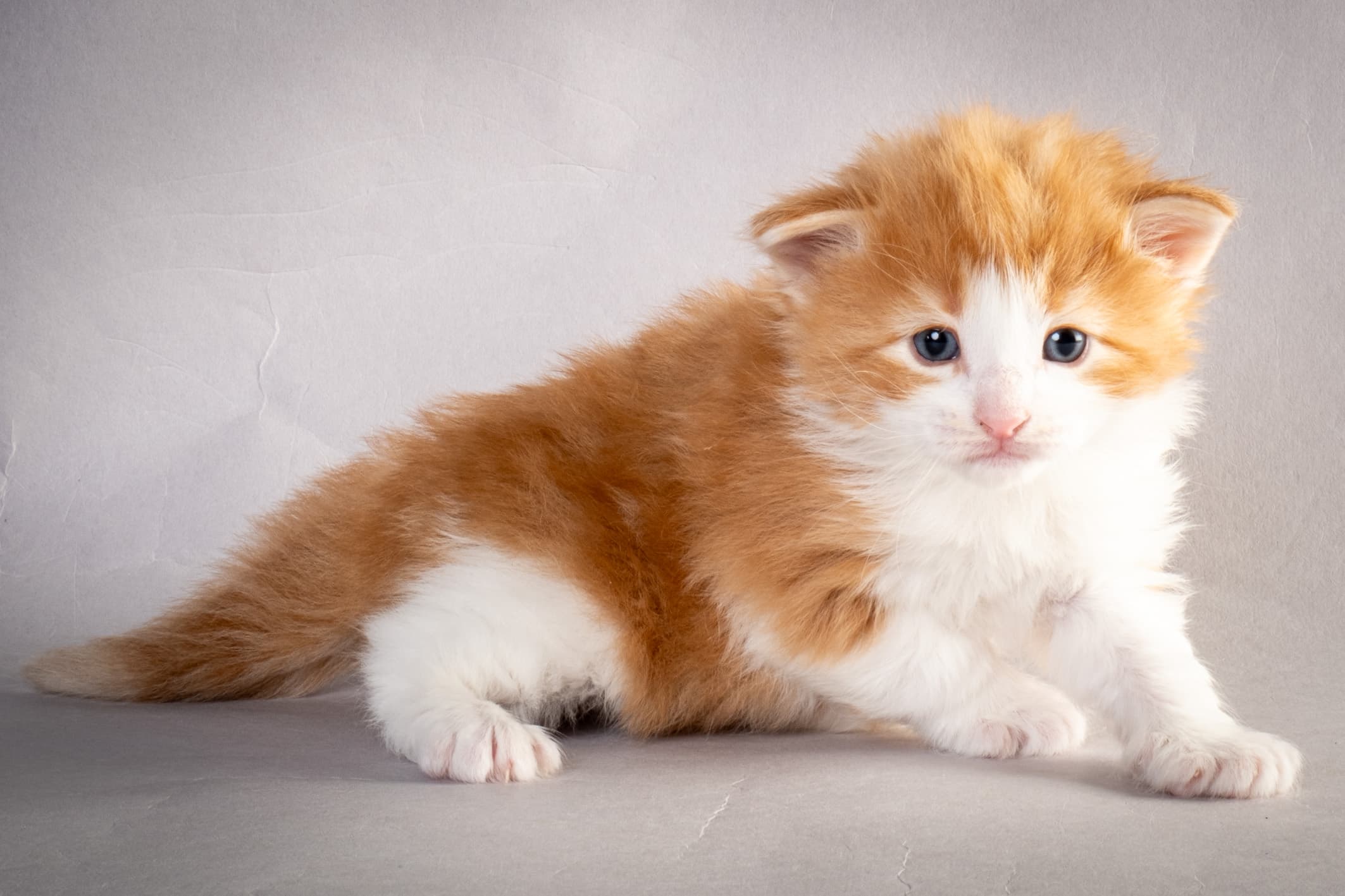 (N)Migoto's Nate, NFO d 03 22