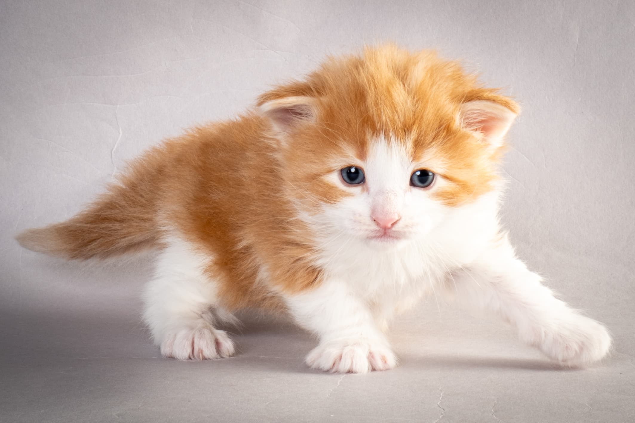 (N)Migoto's Nate, NFO d 03 22