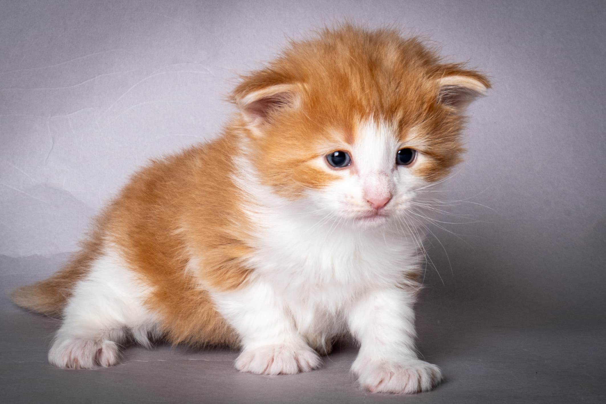 (N)Migoto's Nate, NFO d 03 22