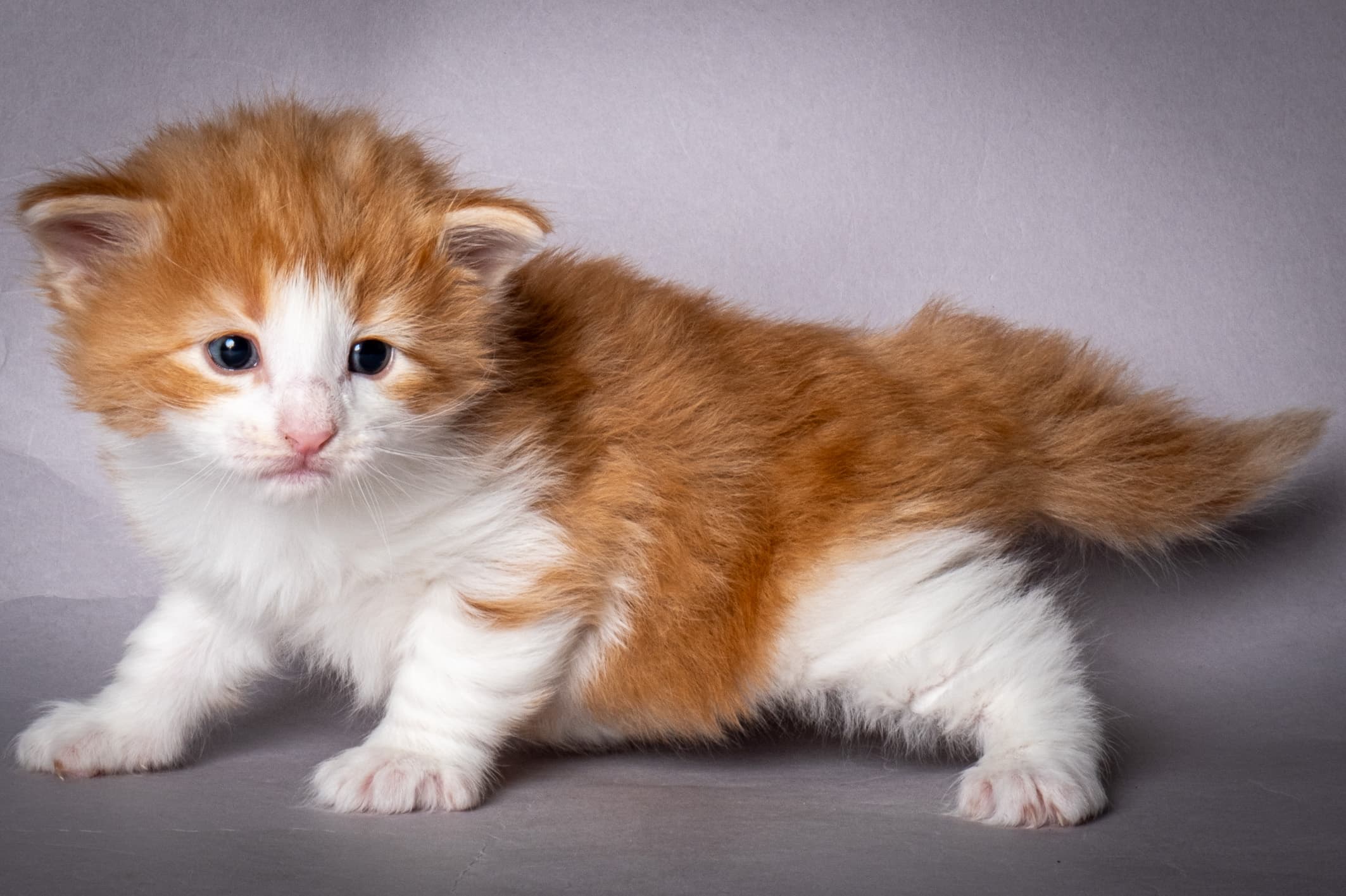 (N)Migoto's Nate, NFO d 03 22