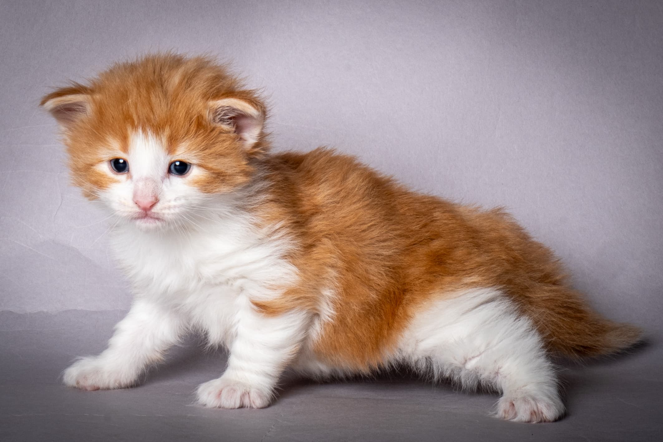 (N)Migoto's Nate, NFO d 03 22