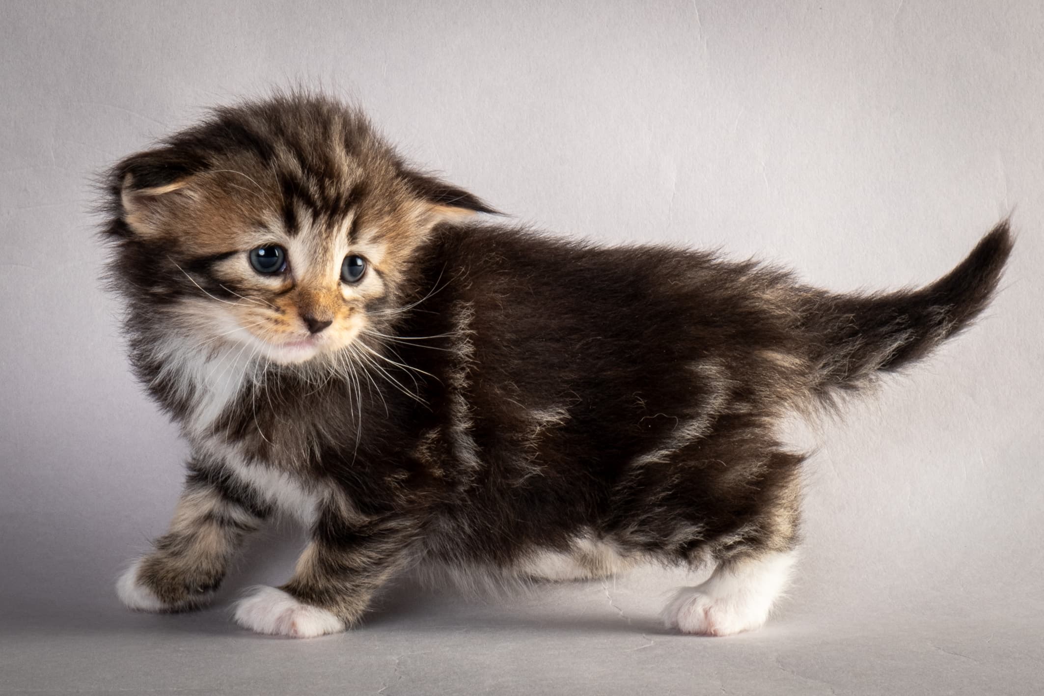 (N)Migoto's Nina, NFO n 09 22