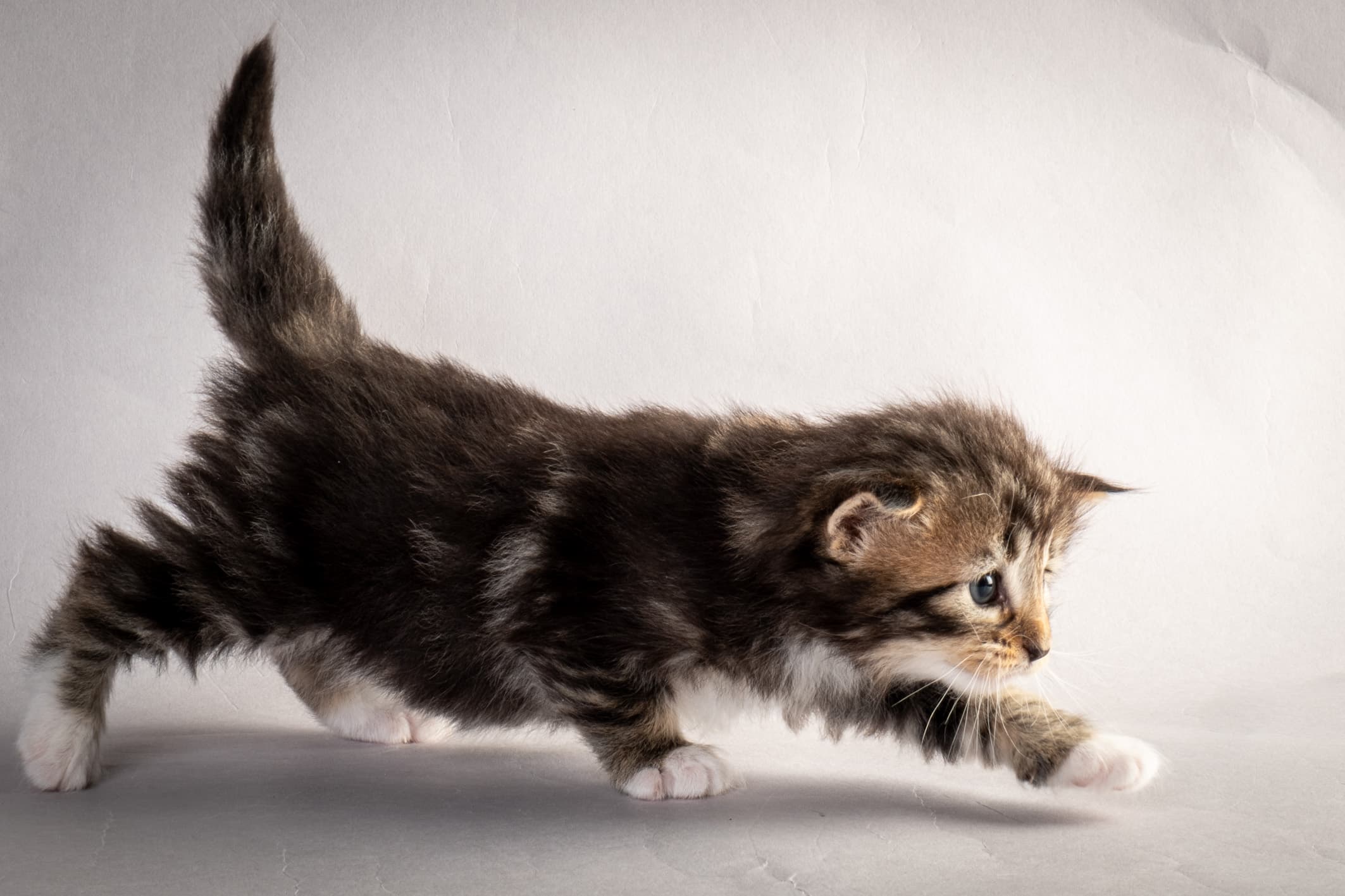 (N)Migoto's Nina, NFO n 09 22