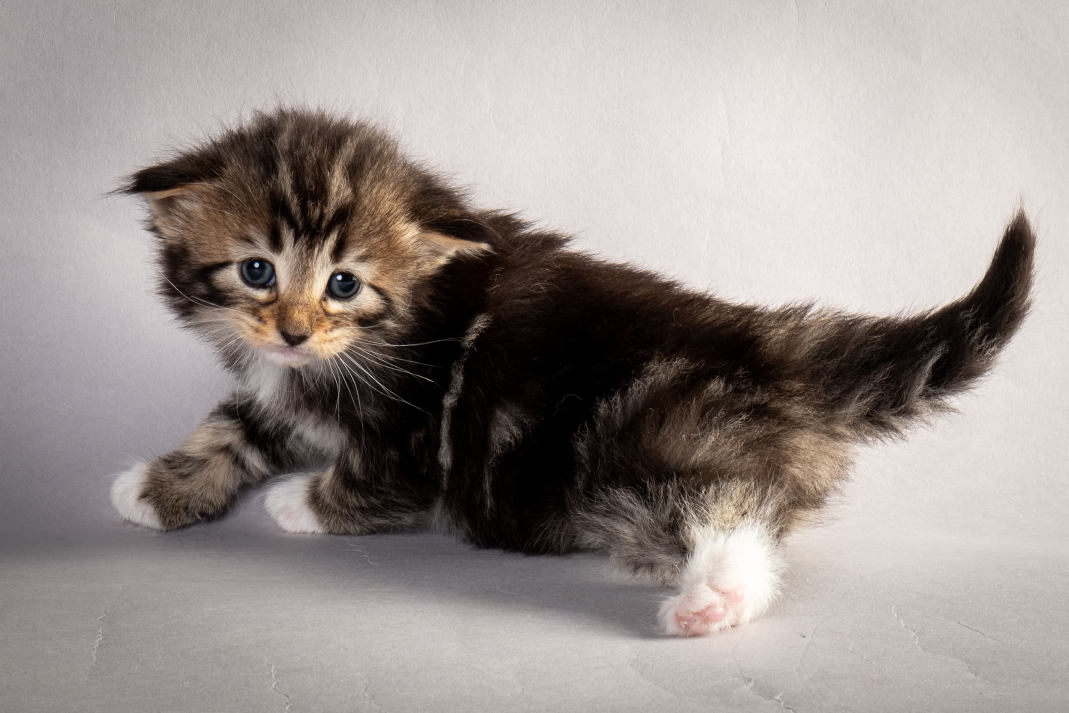 (N)Migoto's Nina, NFO n 09 22