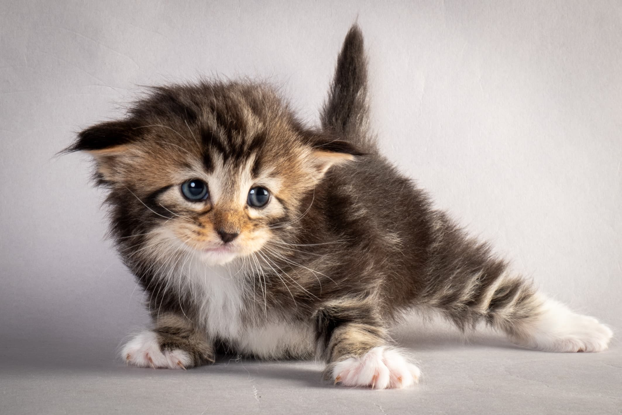 (N)Migoto's Nina, NFO n 09 22