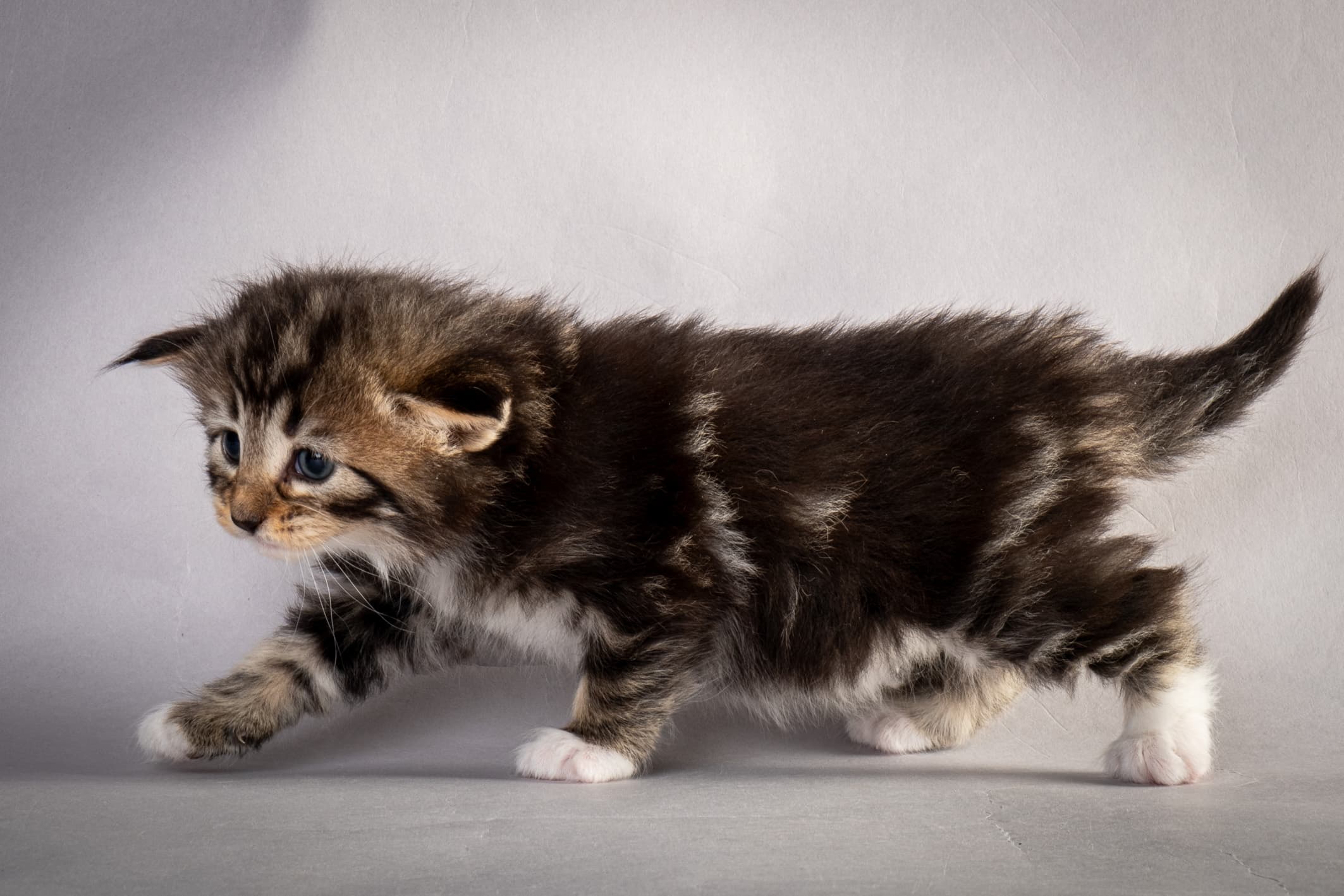 (N)Migoto's Nina, NFO n 09 22