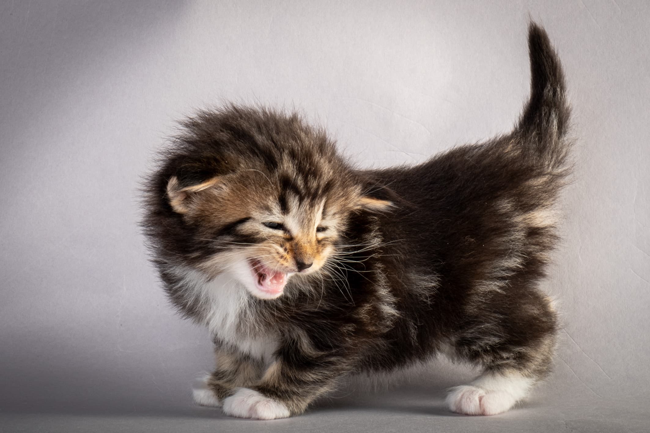 (N)Migoto's Nina, NFO n 09 22