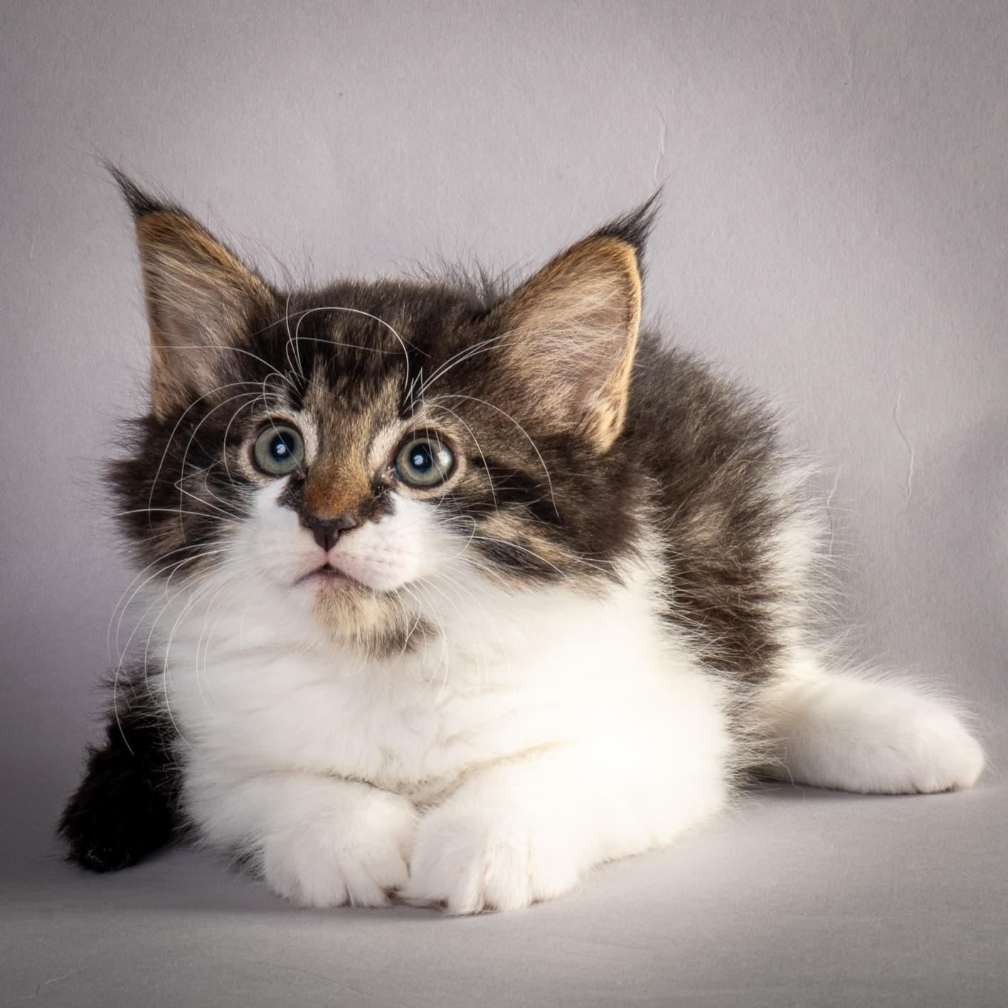 (N)Migoto's Magne, NFO n 03 22