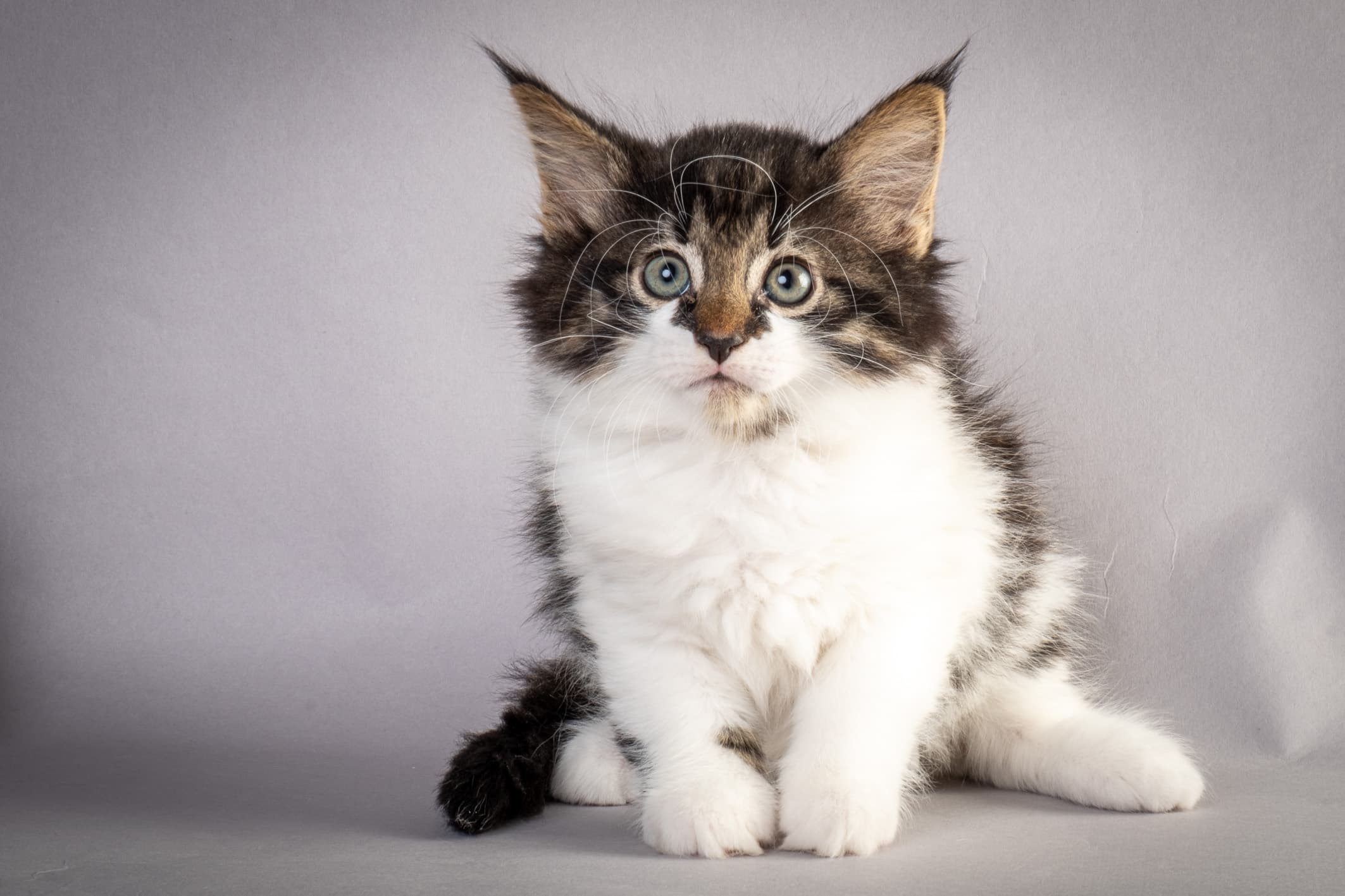 (N)Migoto's Magne, NFO n 03 22