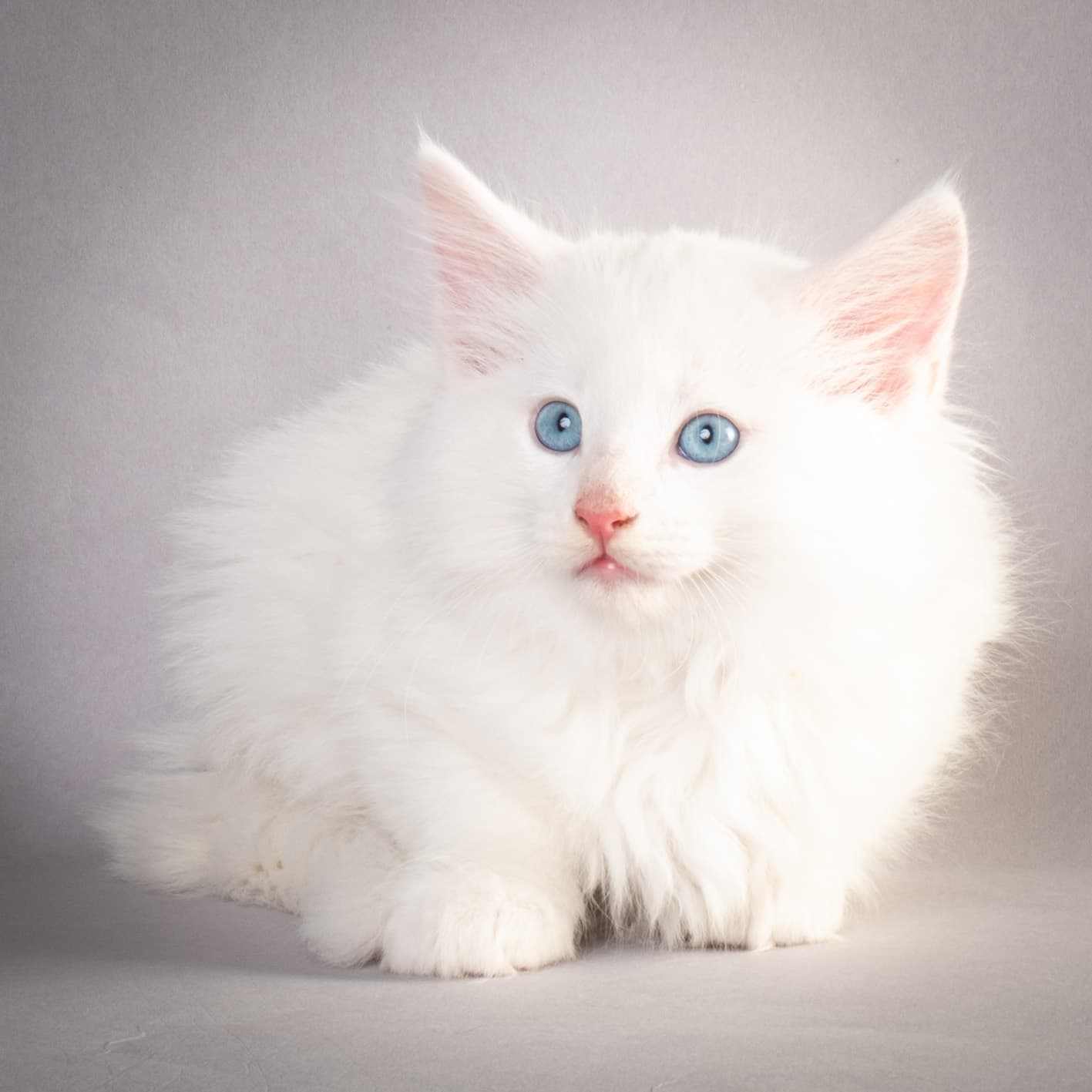 (N)Migoto's Max, NFO w ??