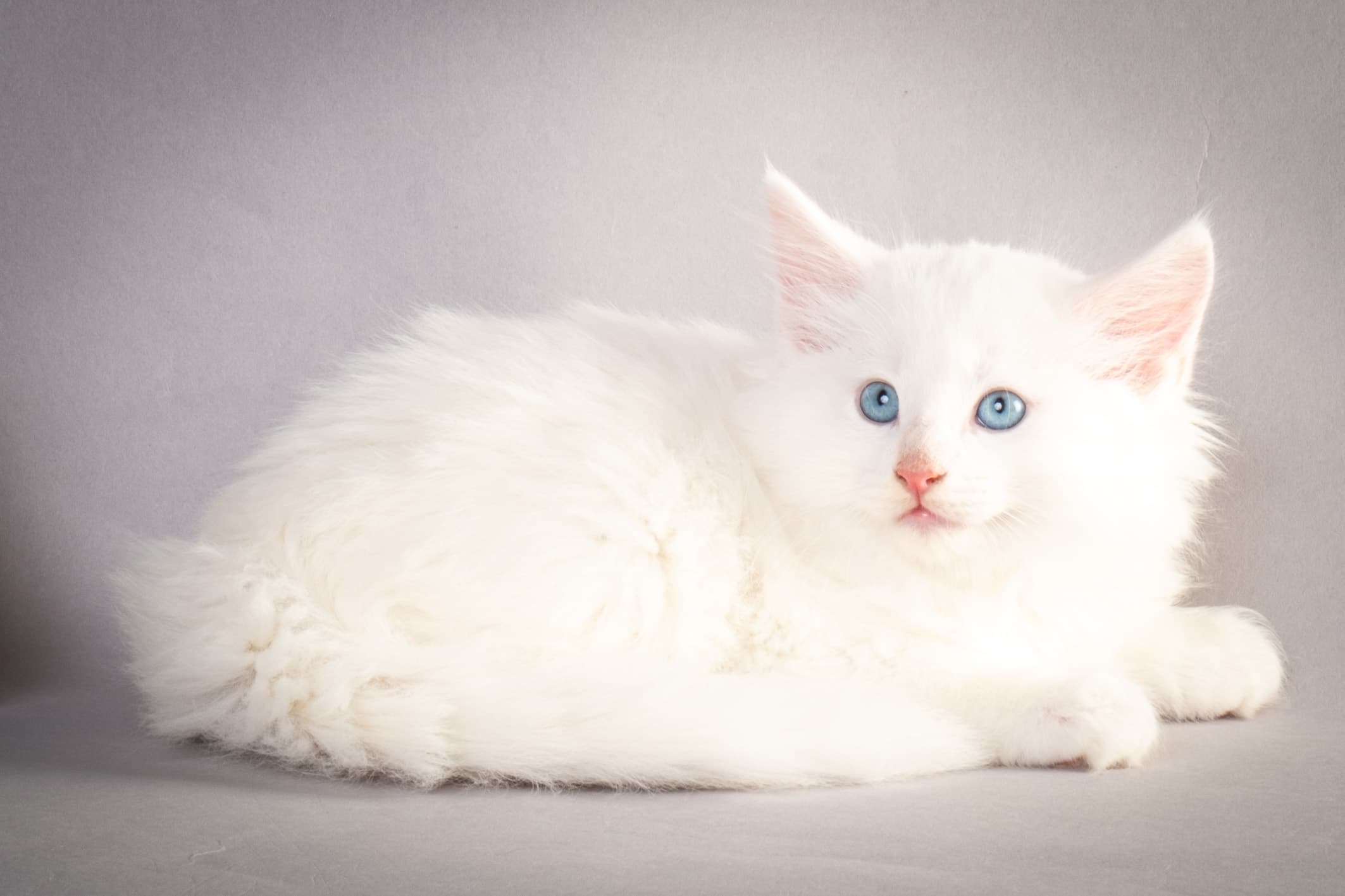 (N)Migoto's Max, NFO w ??