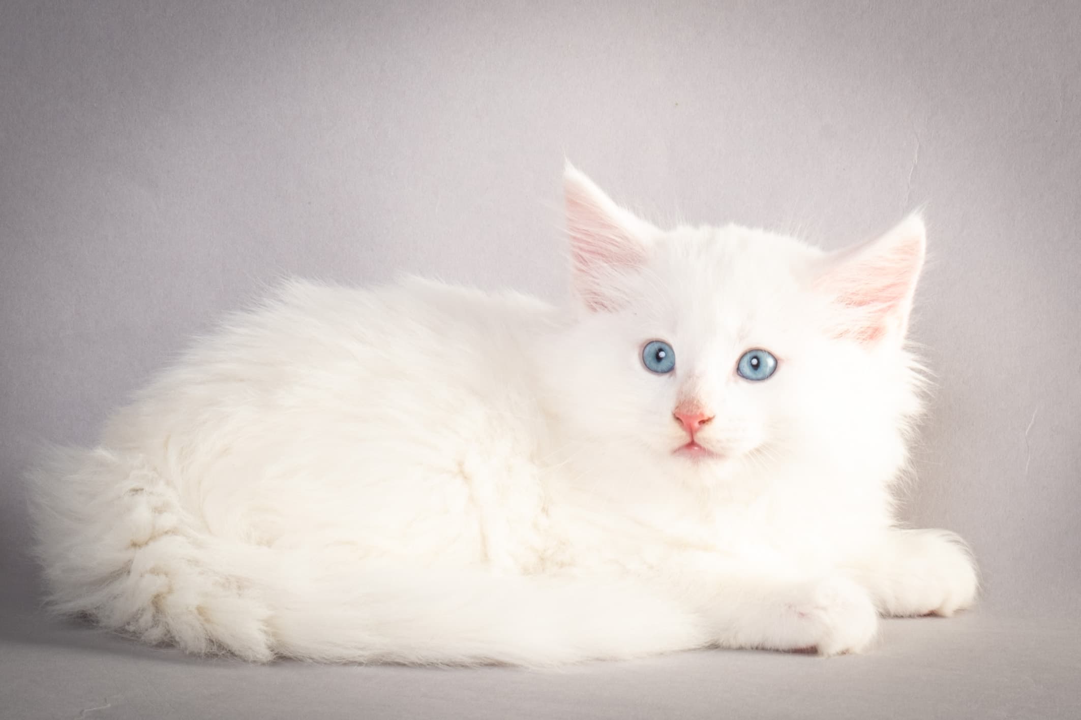 (N)Migoto's Max, NFO w ??