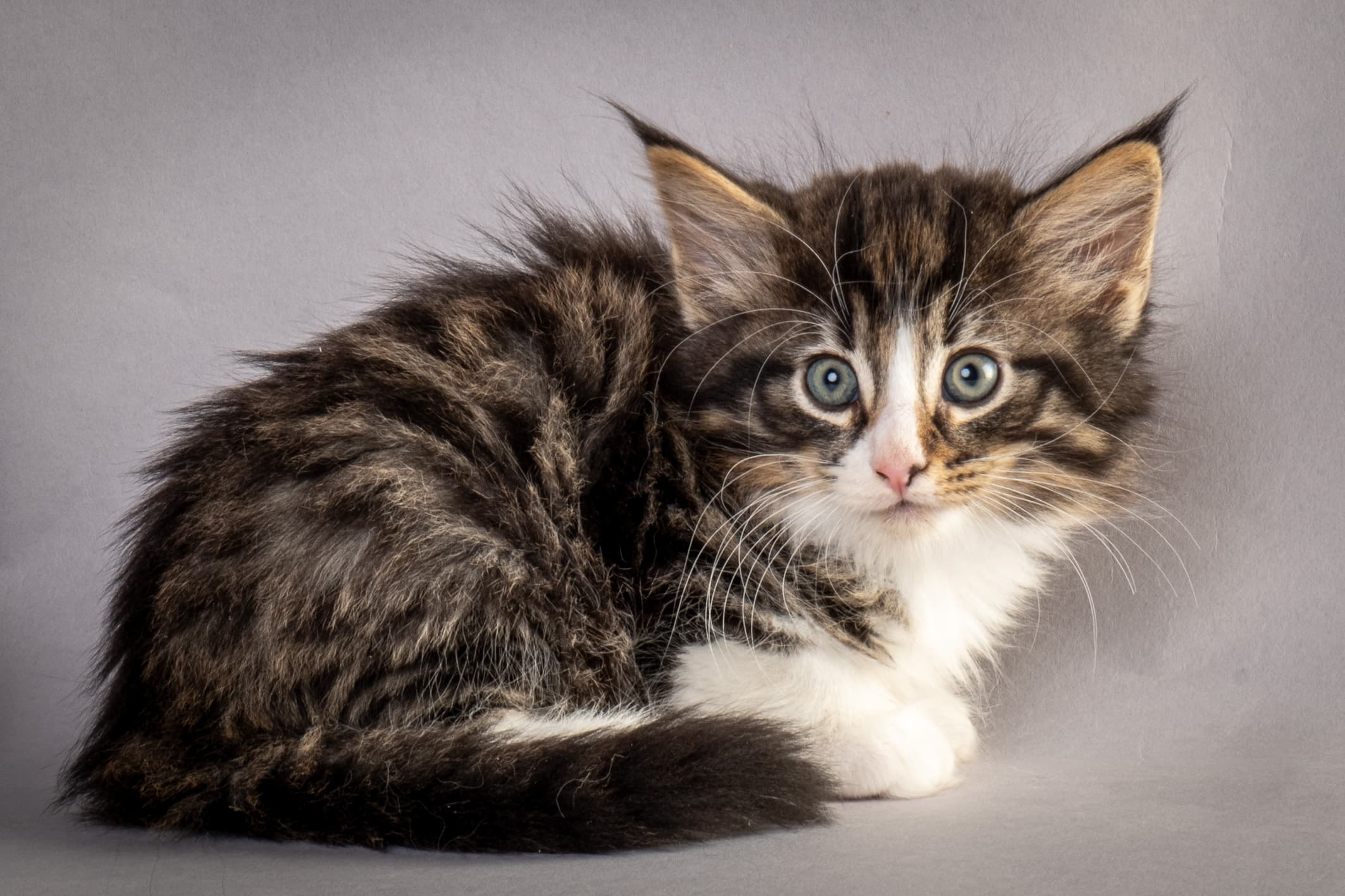 (N)Migoto's Marcus, NFO n 09 24