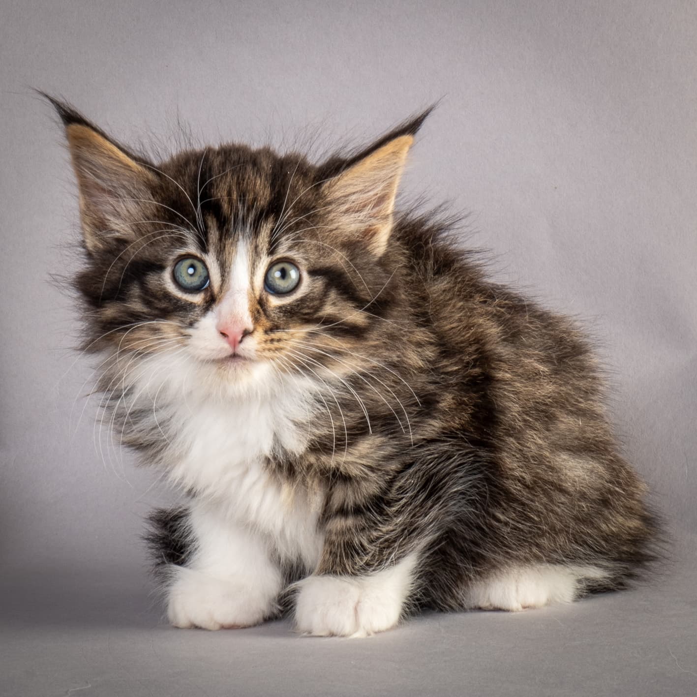 (N)Migoto's Marcus, NFO n 09 24