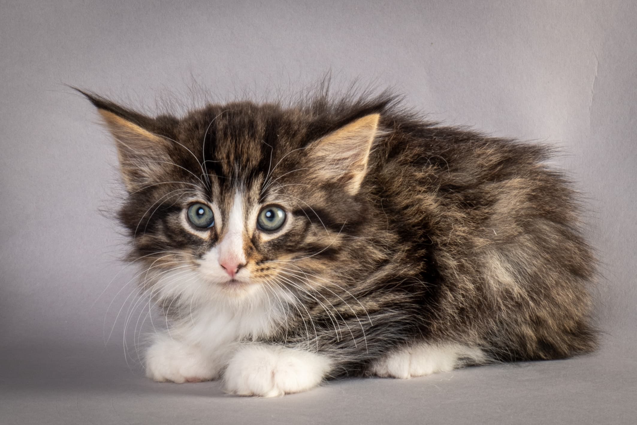 (N)Migoto's Marcus, NFO n 09 24