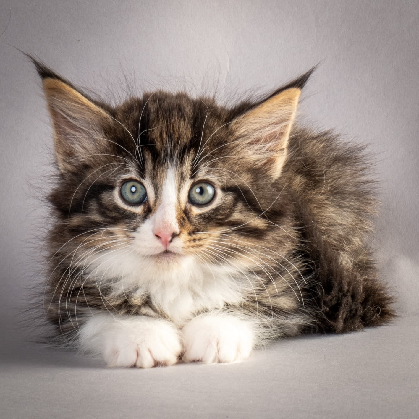 (N)Migoto's Marcus, NFO n 09 24