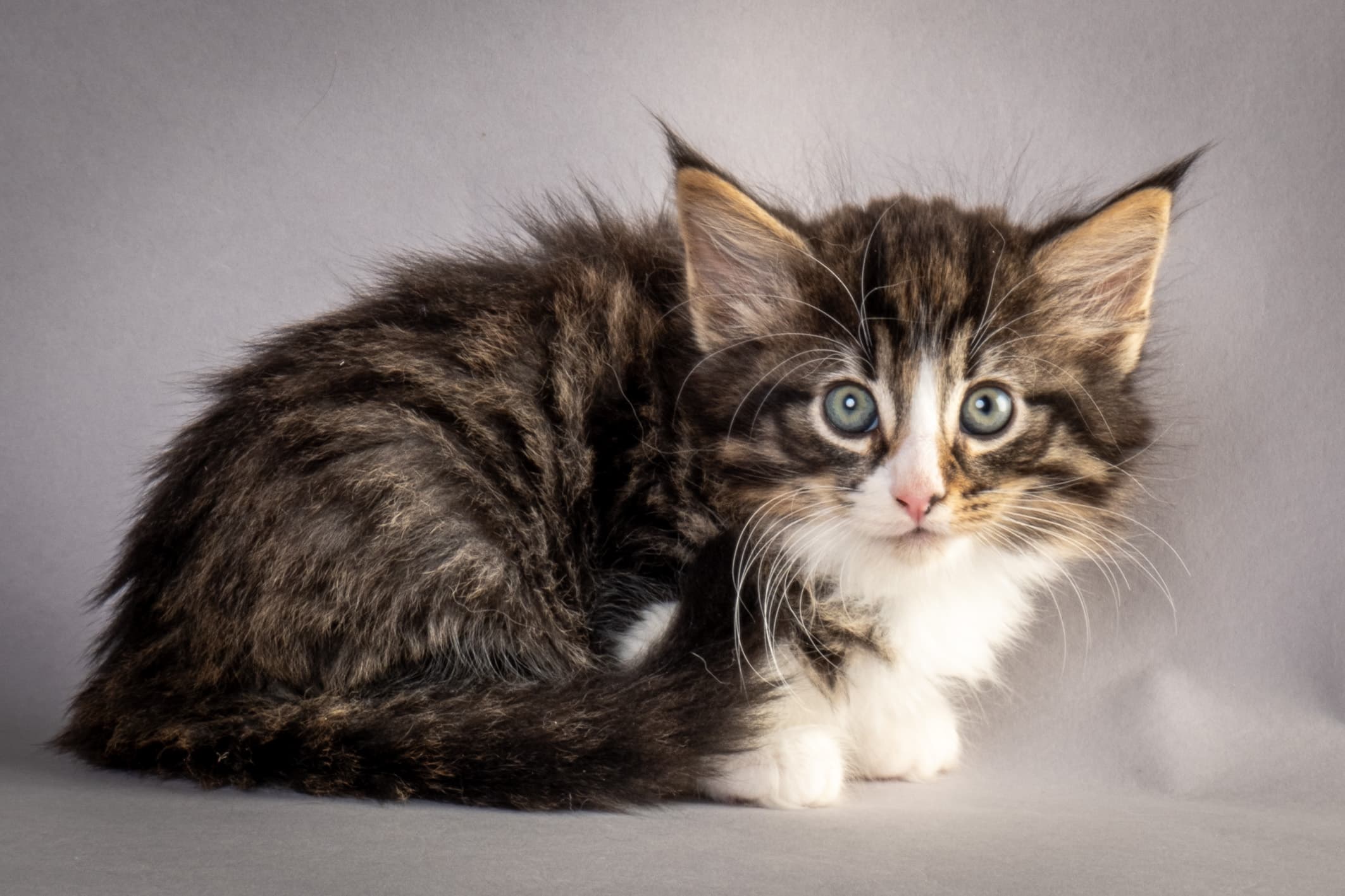 (N)Migoto's Marcus, NFO n 09 24