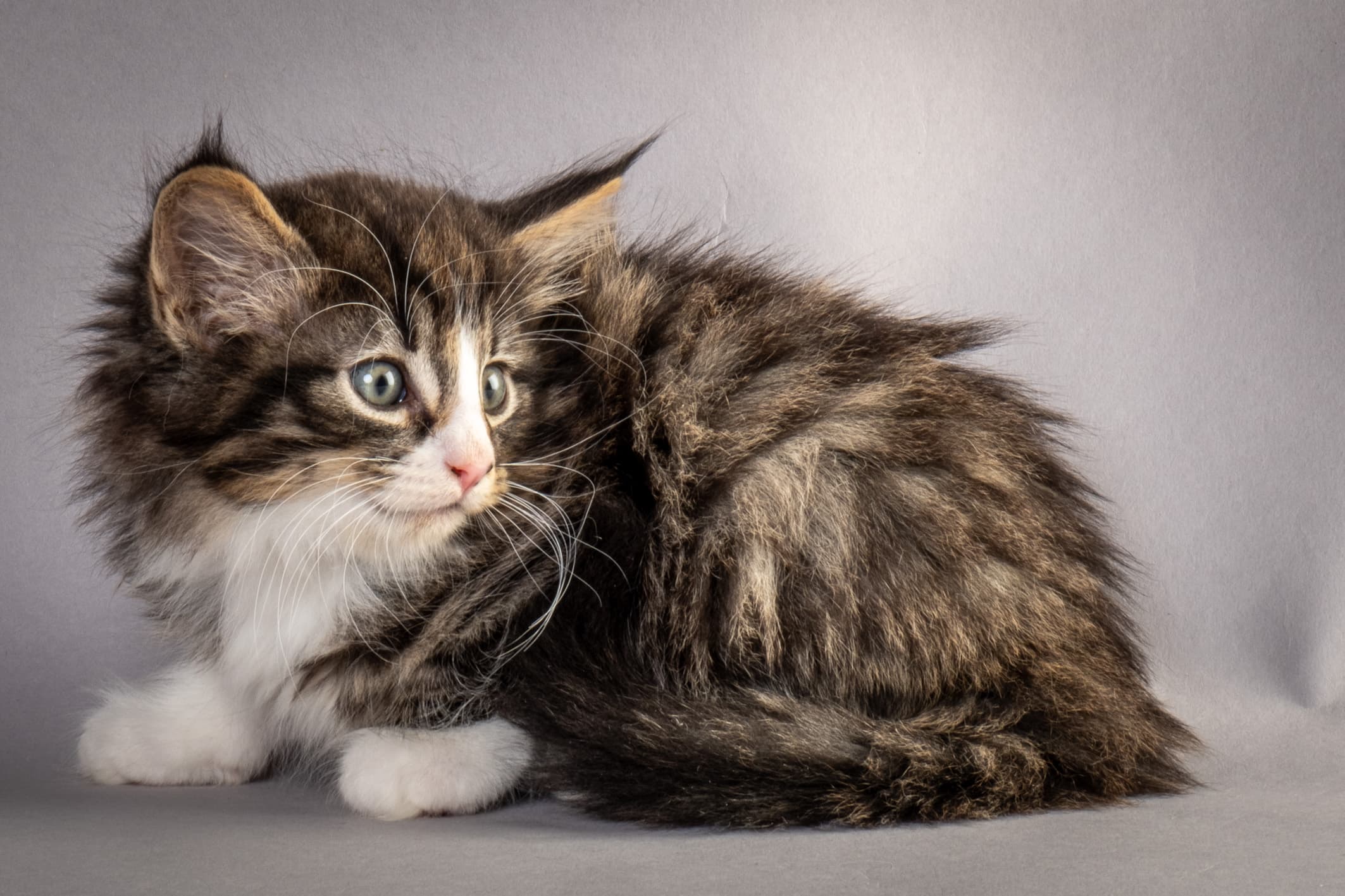 (N)Migoto's Marcus, NFO n 09 24