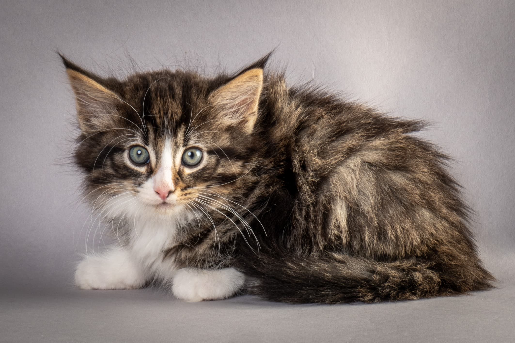 (N)Migoto's Marcus, NFO n 09 24