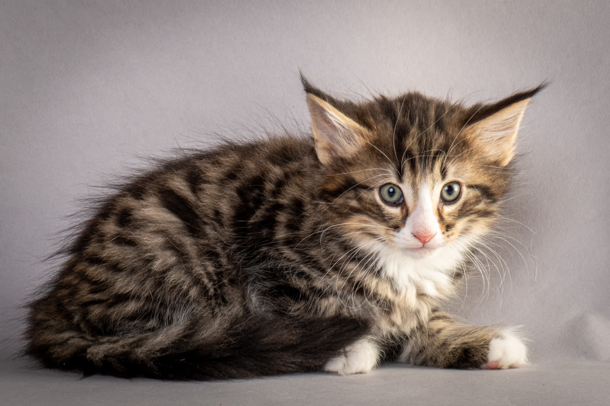 (N)Migoto's Martinius, NFO n 09 24