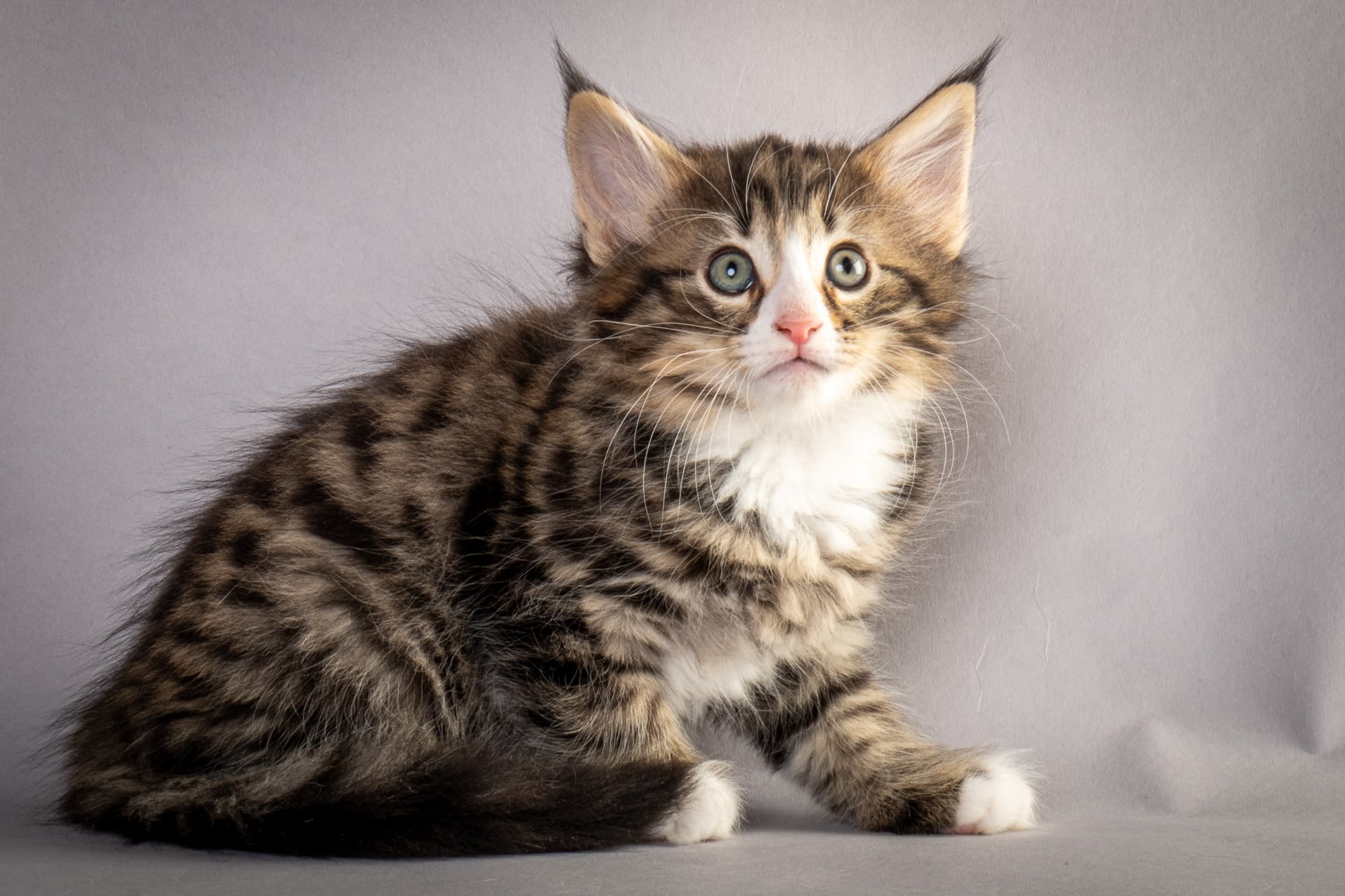 (N)Migoto's Martinius, NFO n 09 24