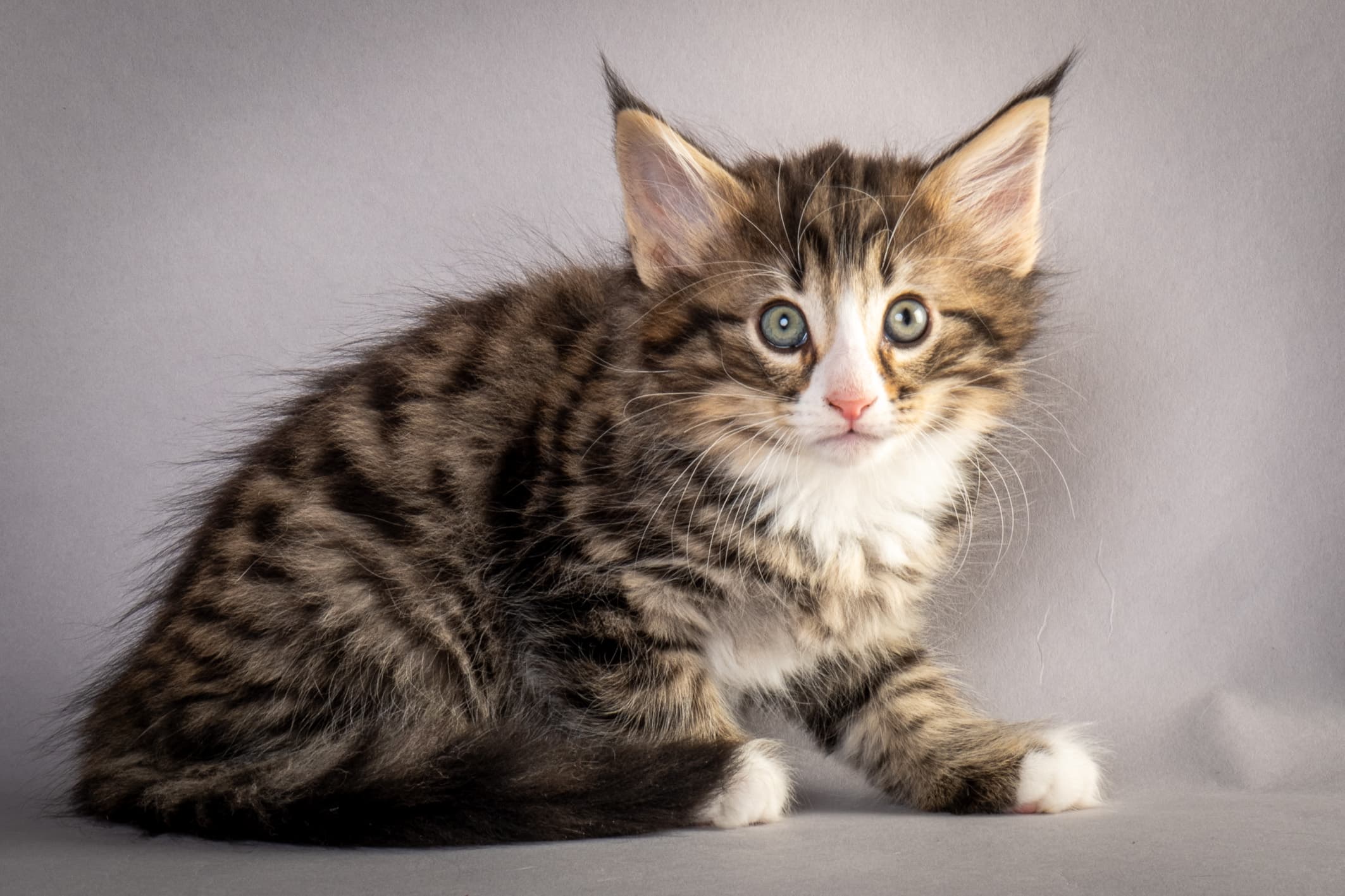 (N)Migoto's Martinius, NFO n 09 24