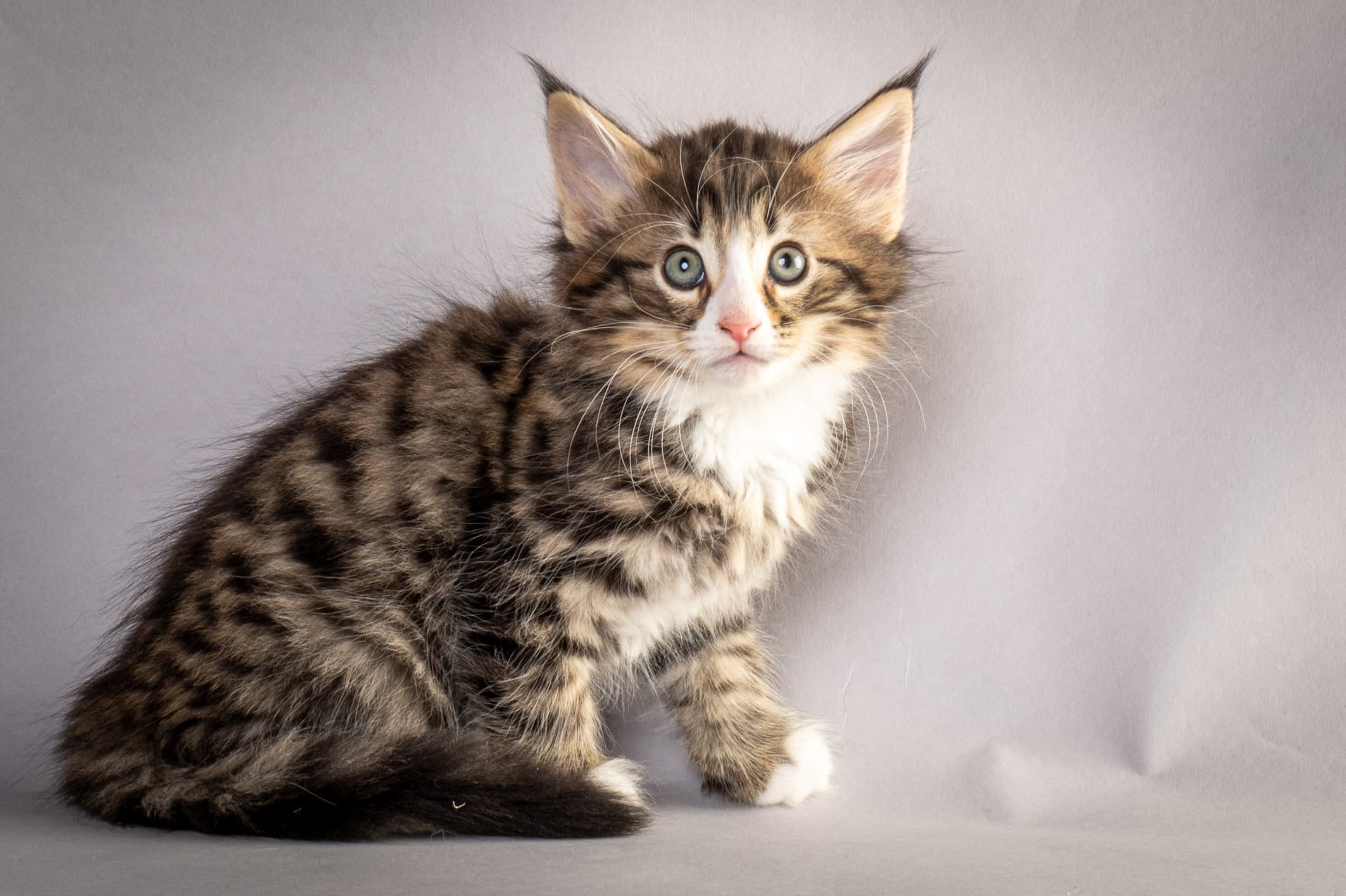 (N)Migoto's Martinius, NFO n 09 24