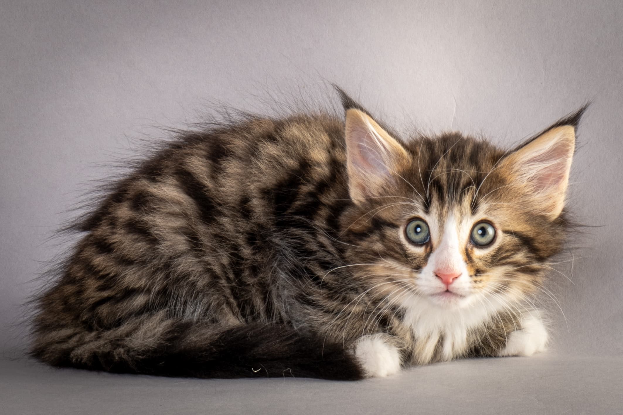 (N)Migoto's Martinius, NFO n 09 24