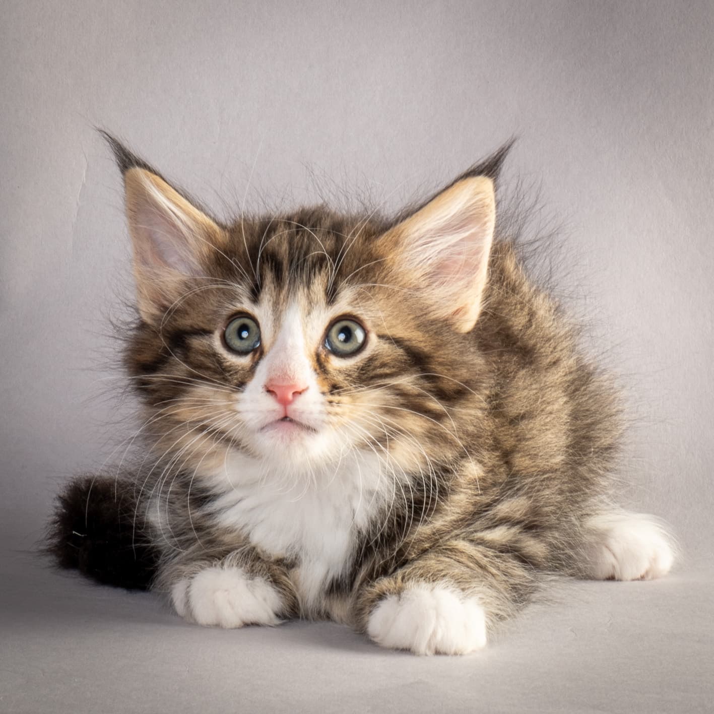 (N)Migoto's Martinius, NFO n 09 24