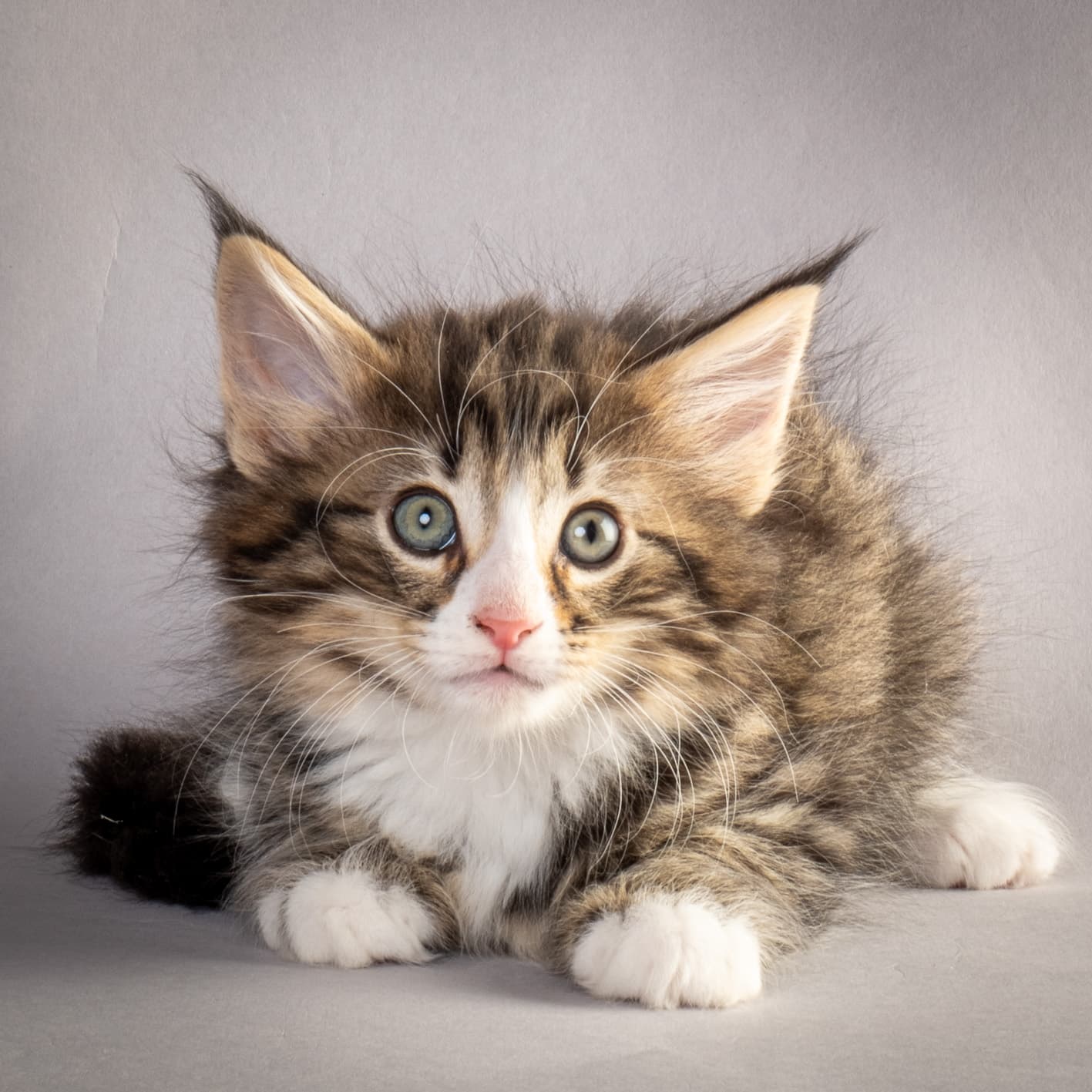 (N)Migoto's Martinius, NFO n 09 24