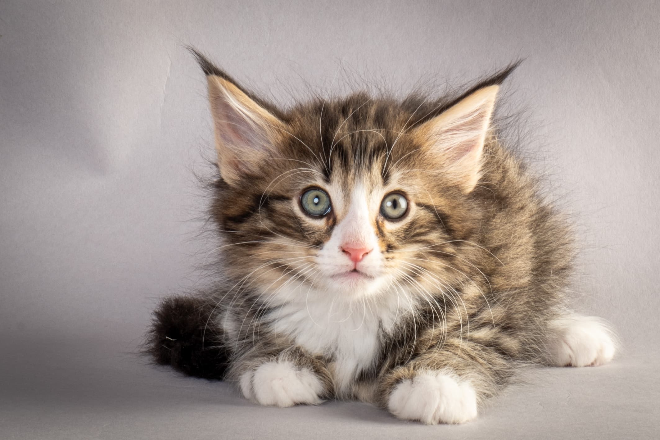 (N)Migoto's Martinius, NFO n 09 24