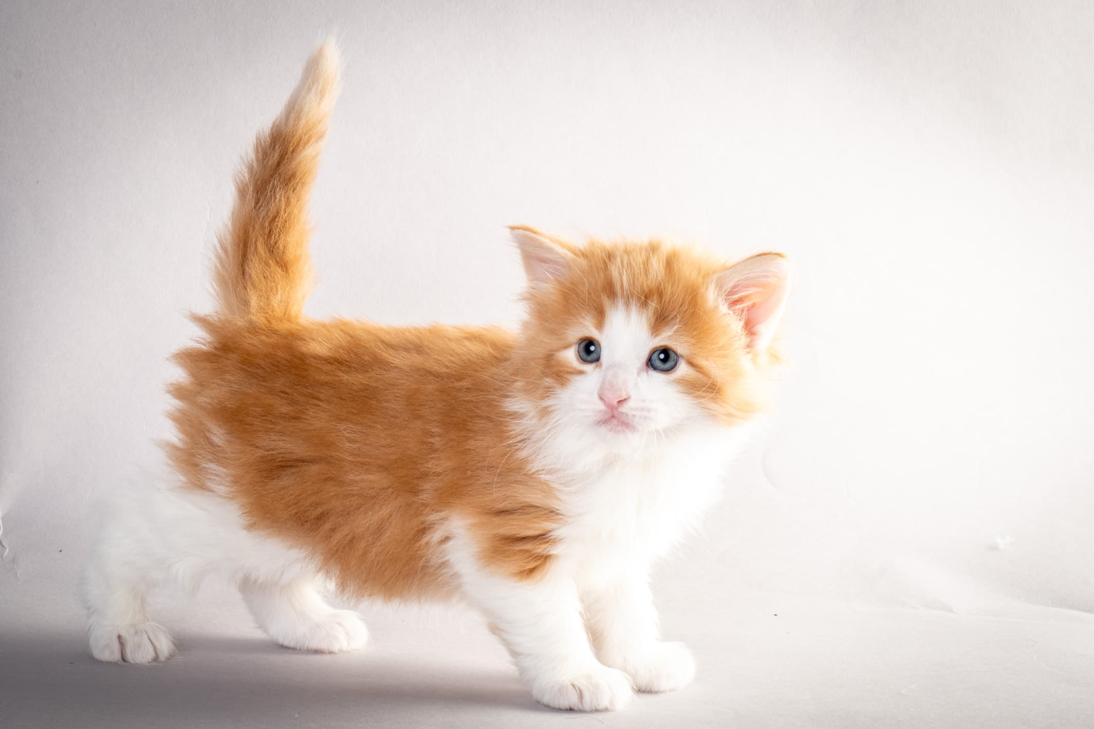 (N)Migoto's Nate, NFO d 03 22