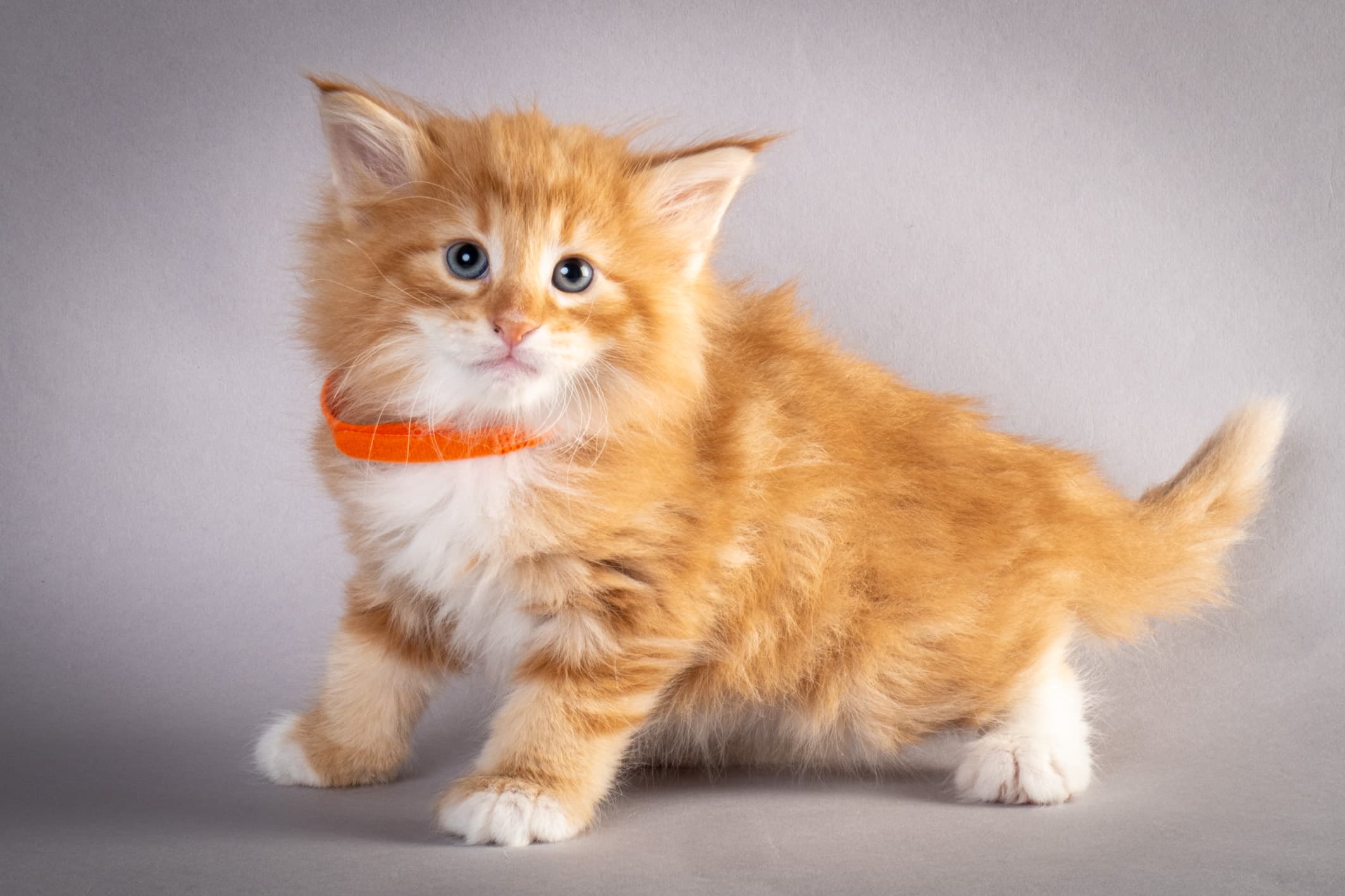 (N)Migoto's Nemo, d 09 22