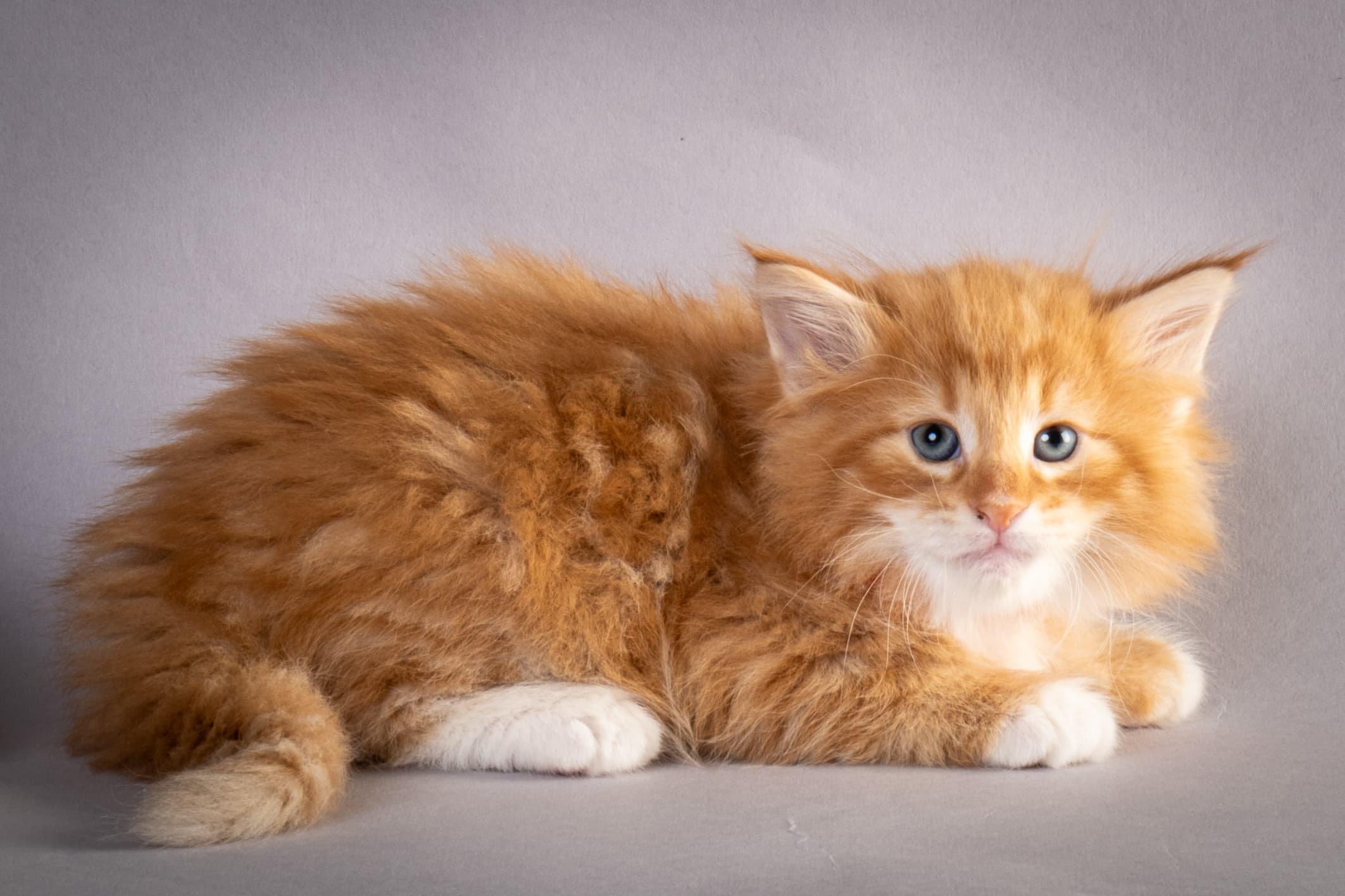 (N)Migoto's Nemo, d 09 22