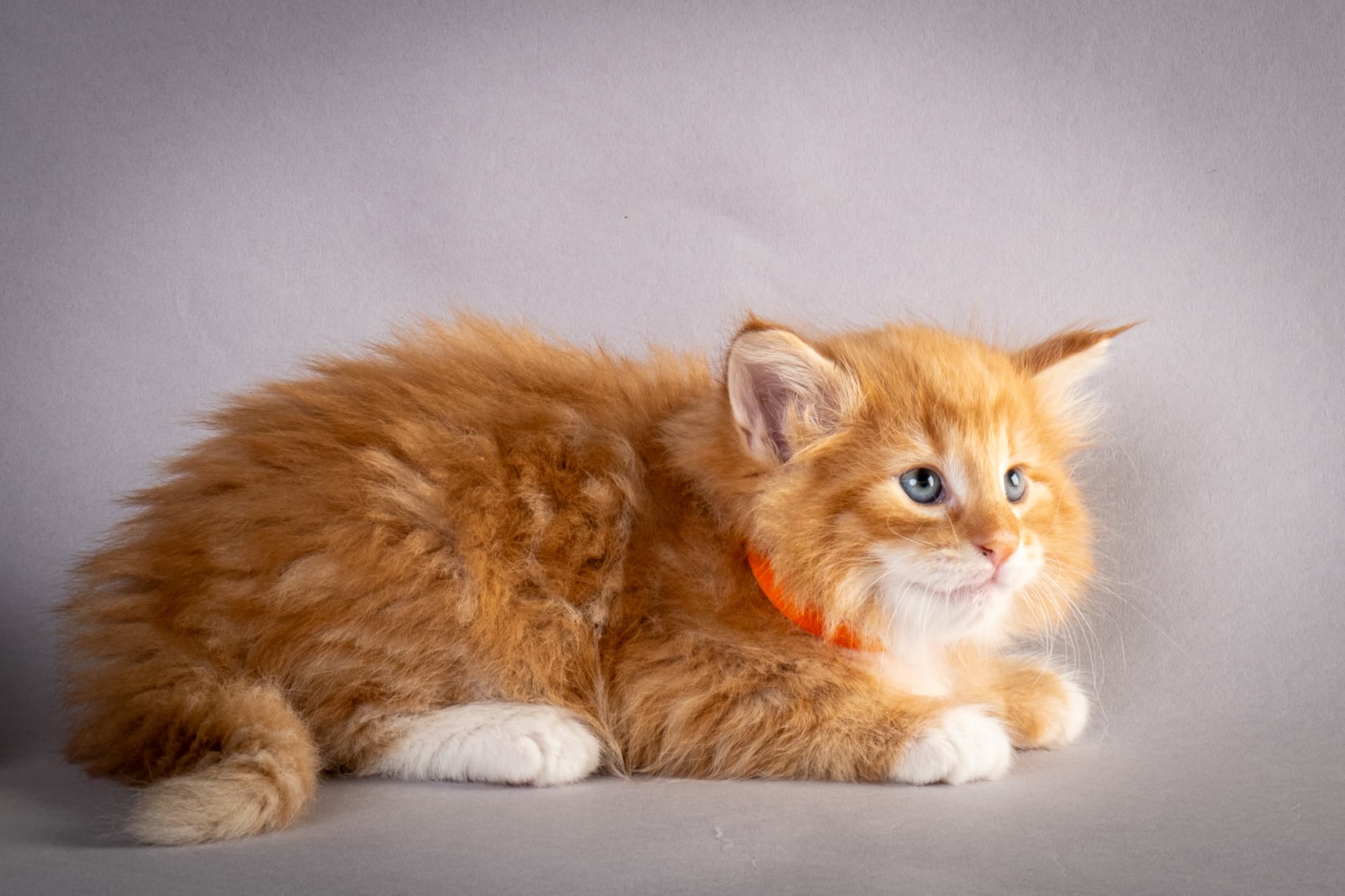 (N)Migoto's Nemo, d 09 22