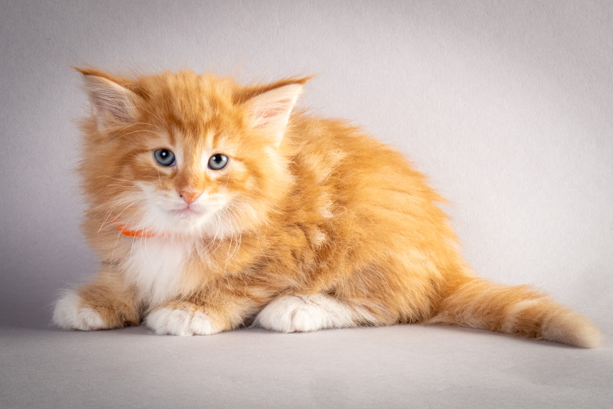 (N)Migoto's Nemo, d 09 22