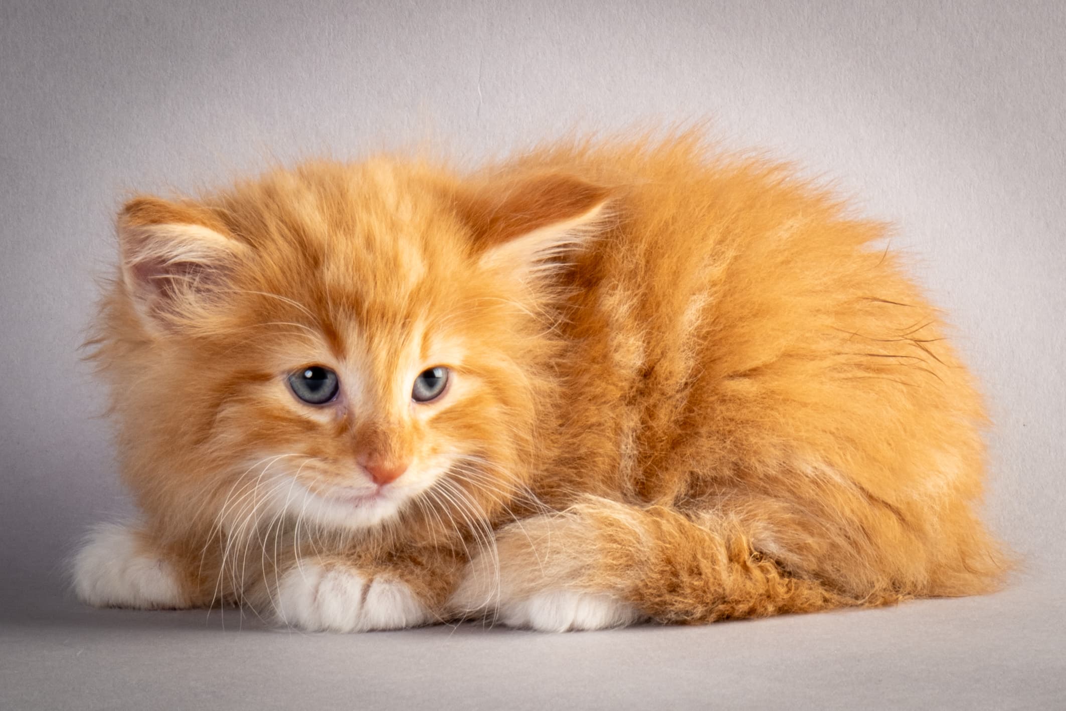 (N)Migoto's Nicco, NFO d 09 22