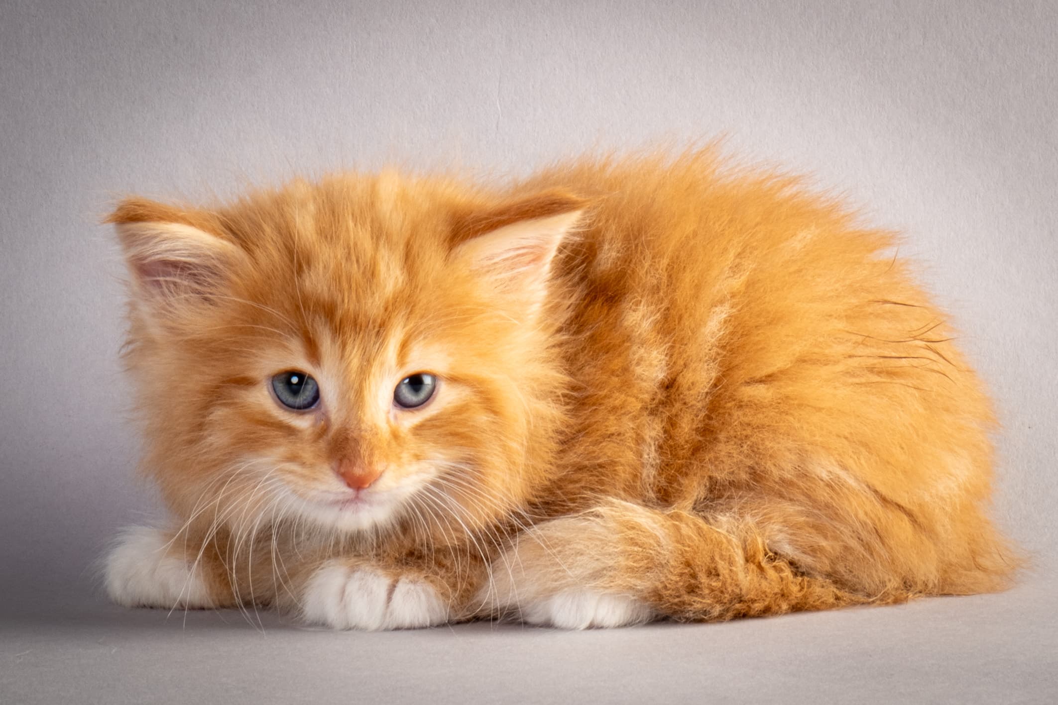 (N)Migoto's Nicco, NFO d 09 22