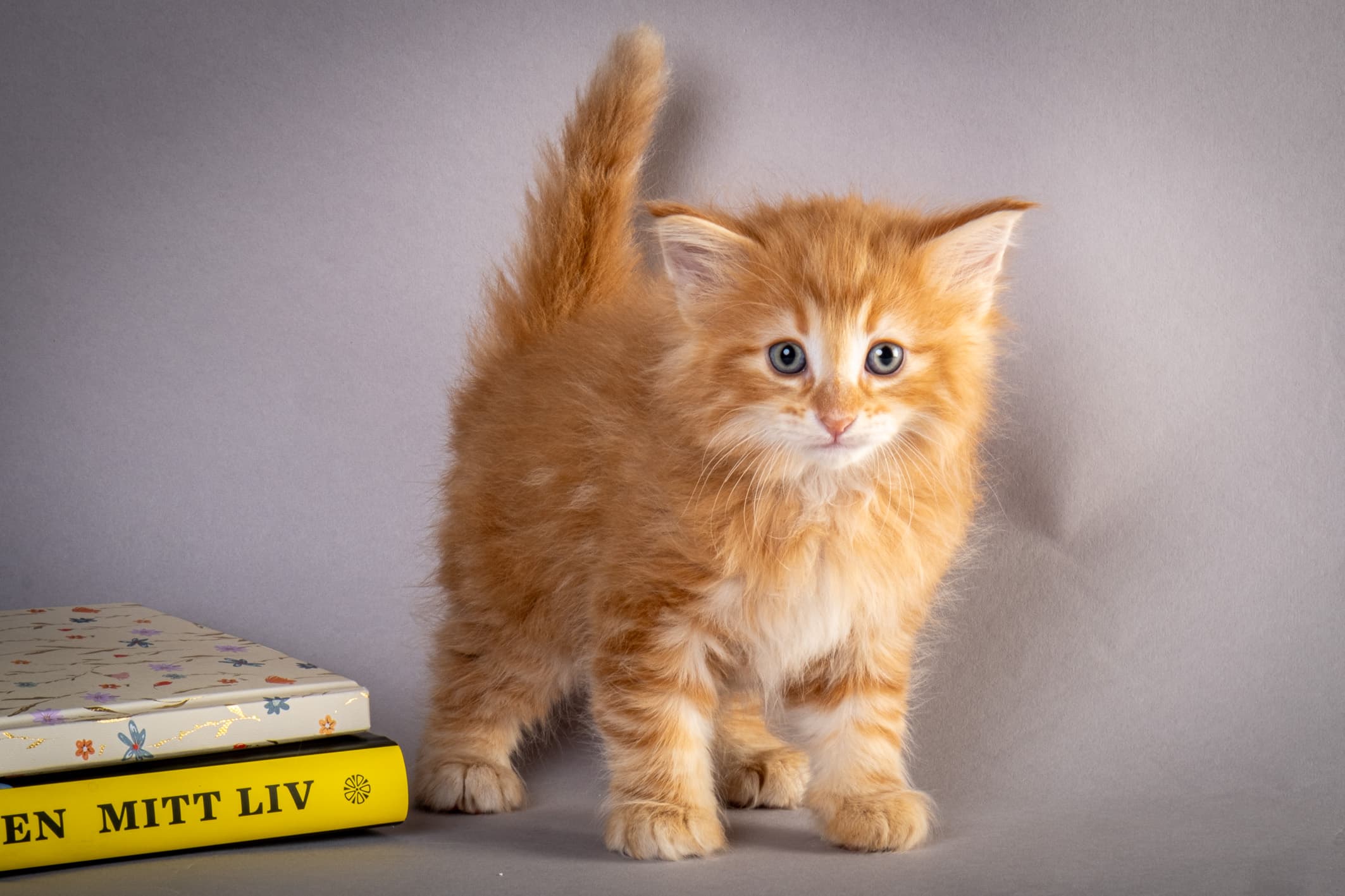 (N)Migoto's Nikolai, NFO d 09 22