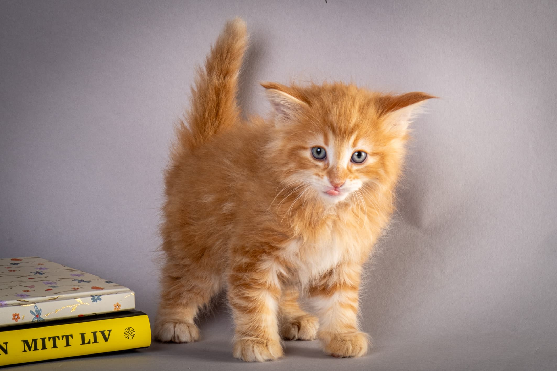 (N)Migoto's Nikolai, NFO d 09 22