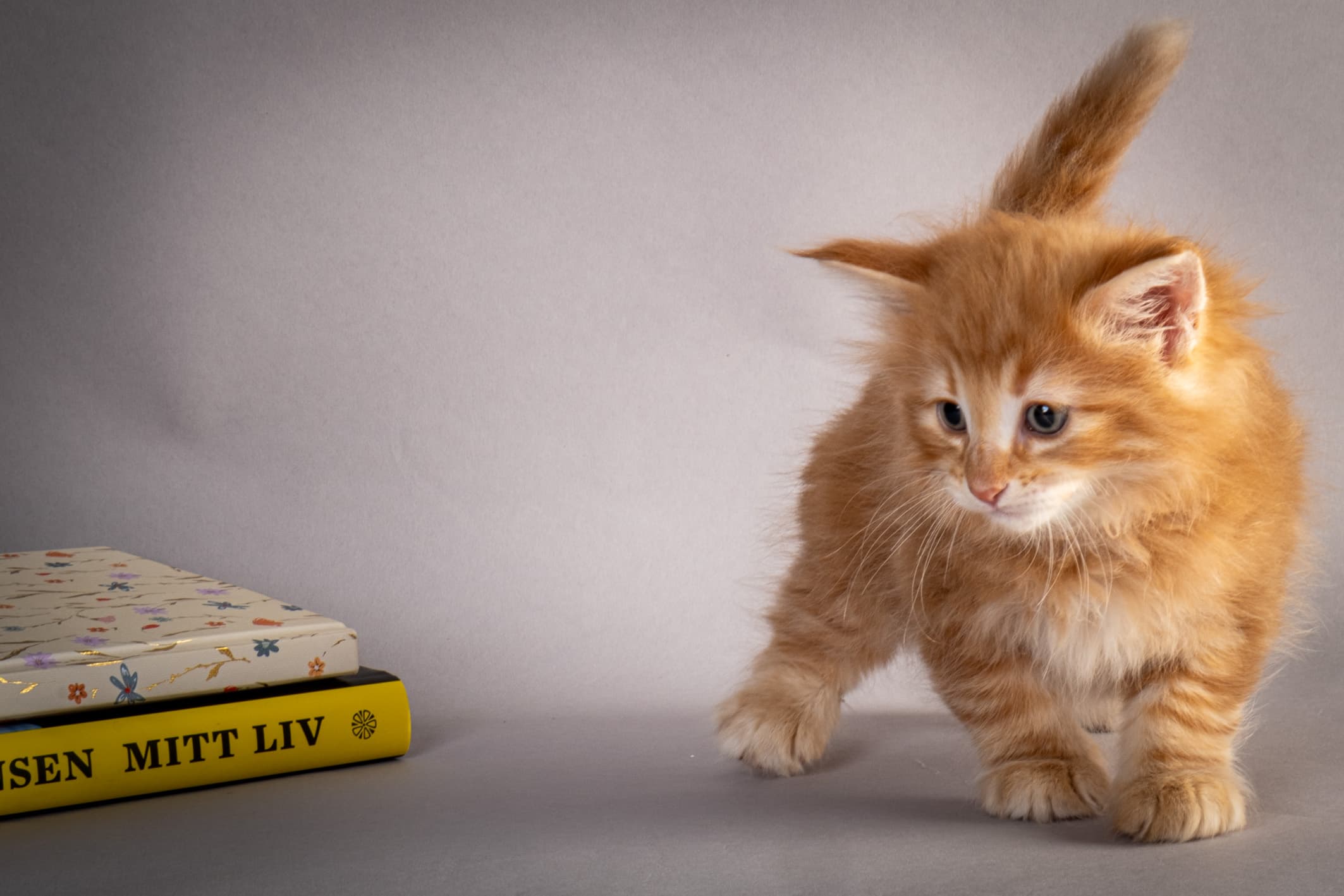 (N)Migoto's Nikolai, NFO d 09 22