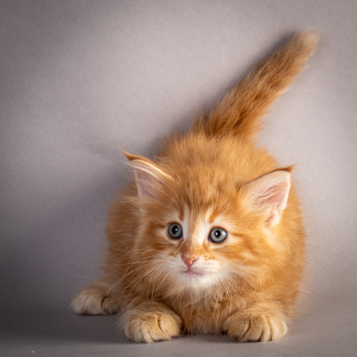 (N)Migoto's Nikolai, NFO d 09 22