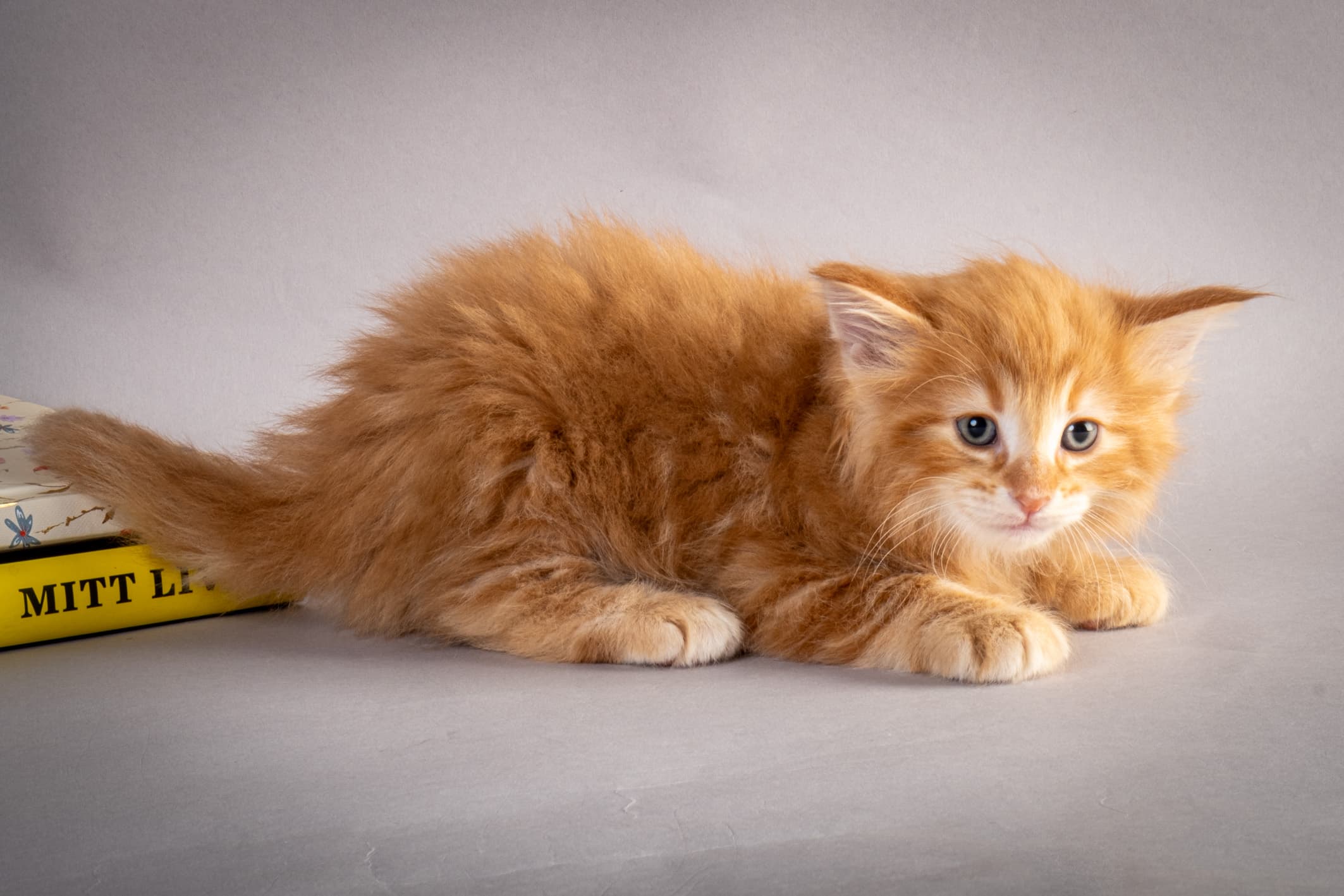 (N)Migoto's Nikolai, NFO d 09 22