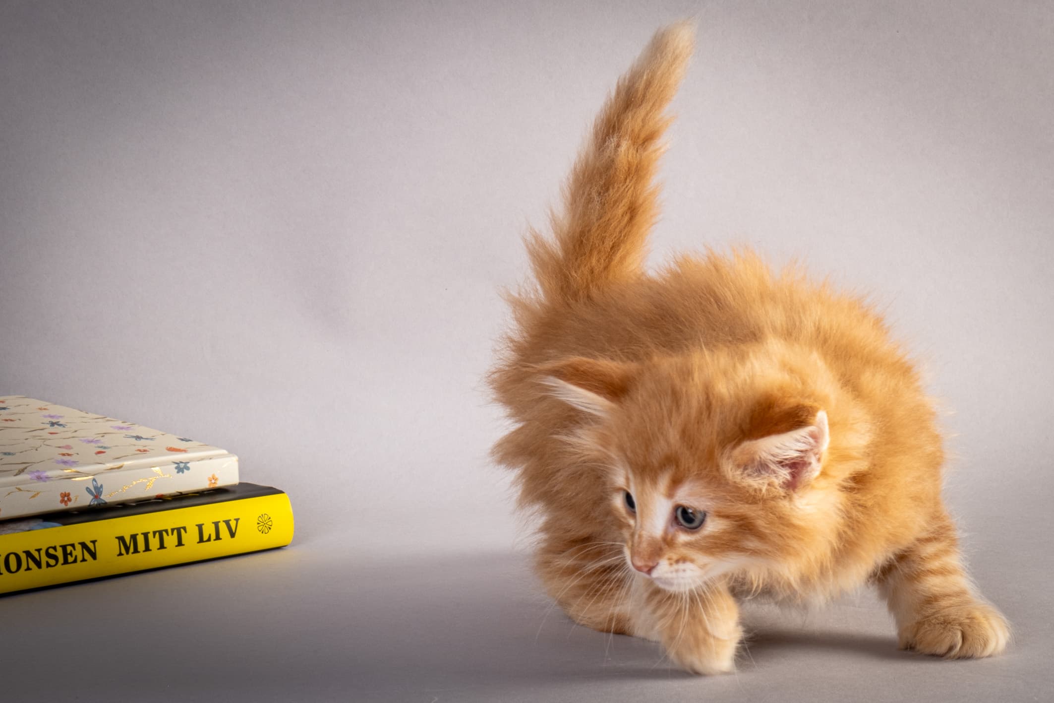 (N)Migoto's Nikolai, NFO d 09 22