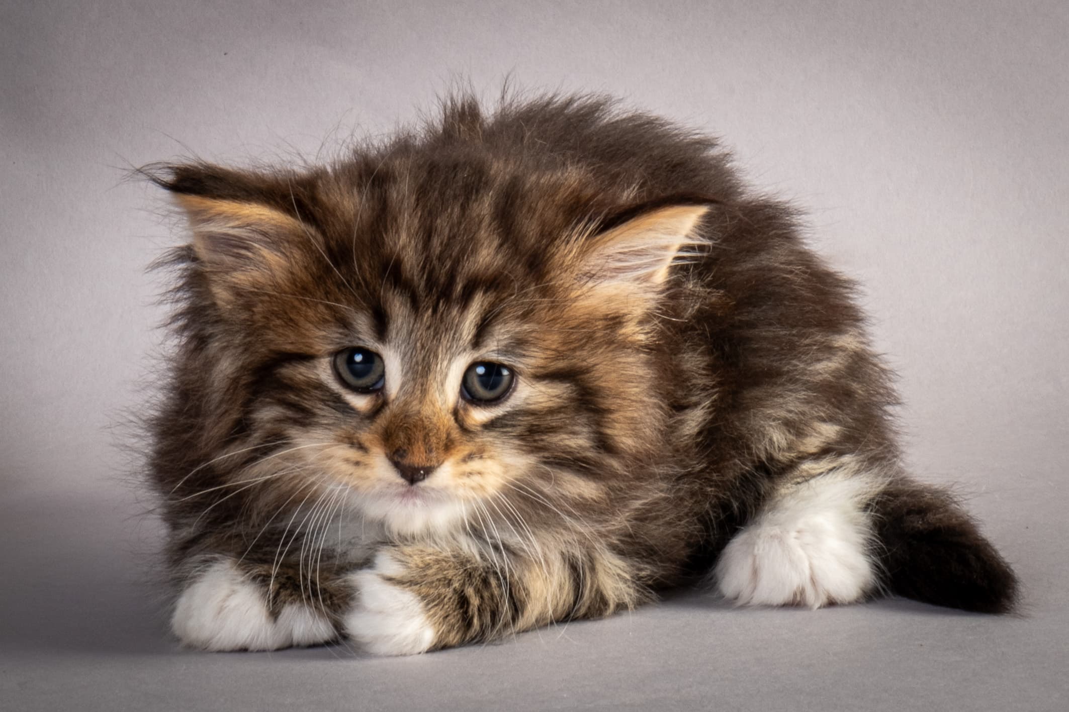 (N)Migoto's Njård, NFO n 09 22