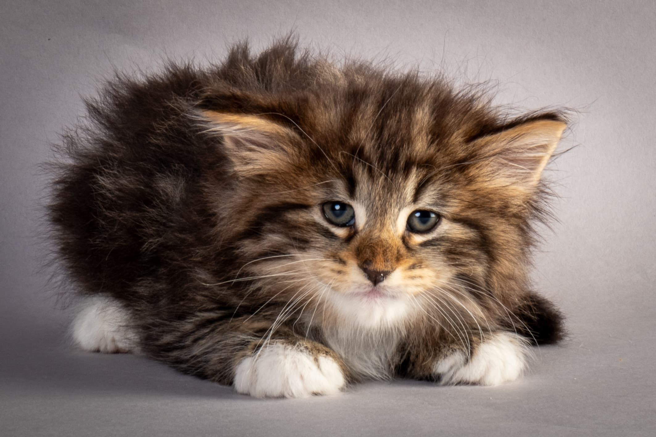 (N)Migoto's Njård, NFO n 09 22