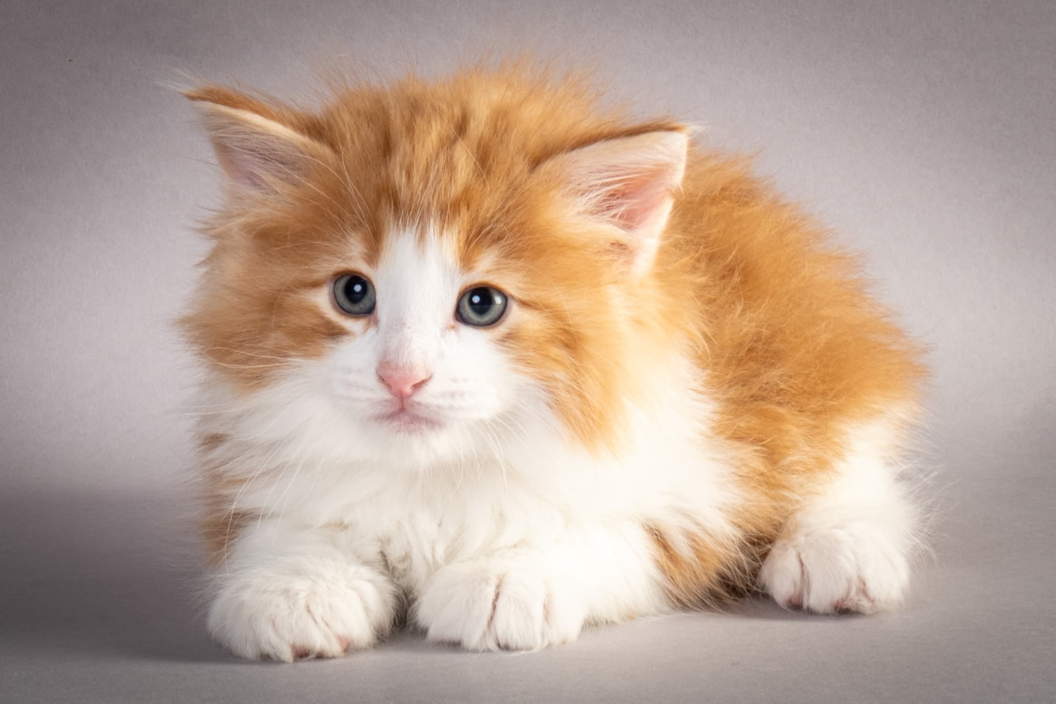 (N)Migoto's Nate, NFO d 03 22