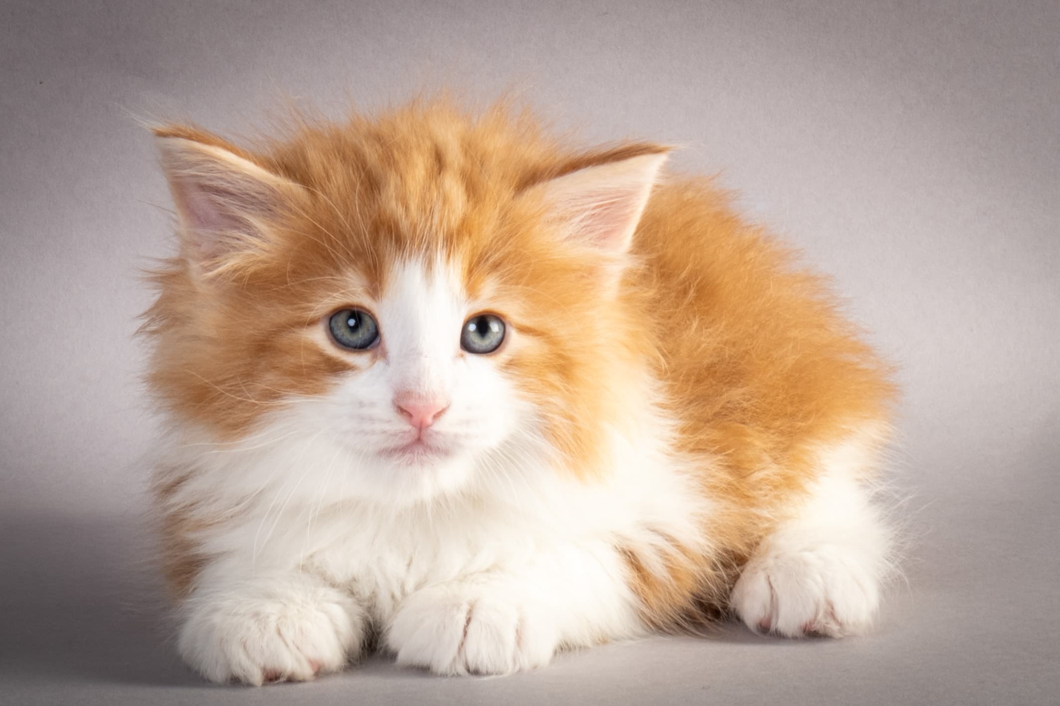 (N)Migoto's Nate, NFO d 03 22