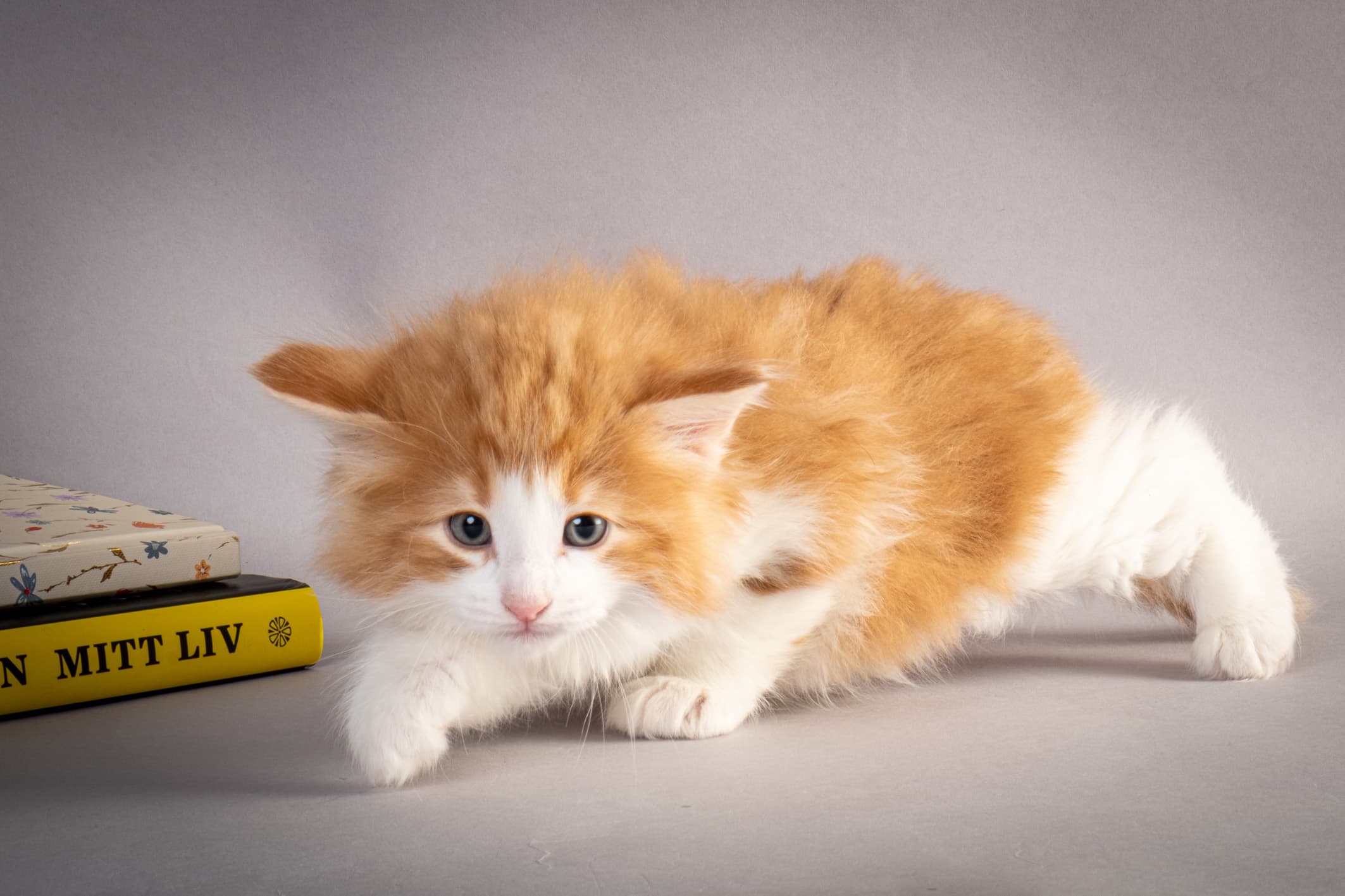 (N)Migoto's Nate, NFO d 03 22